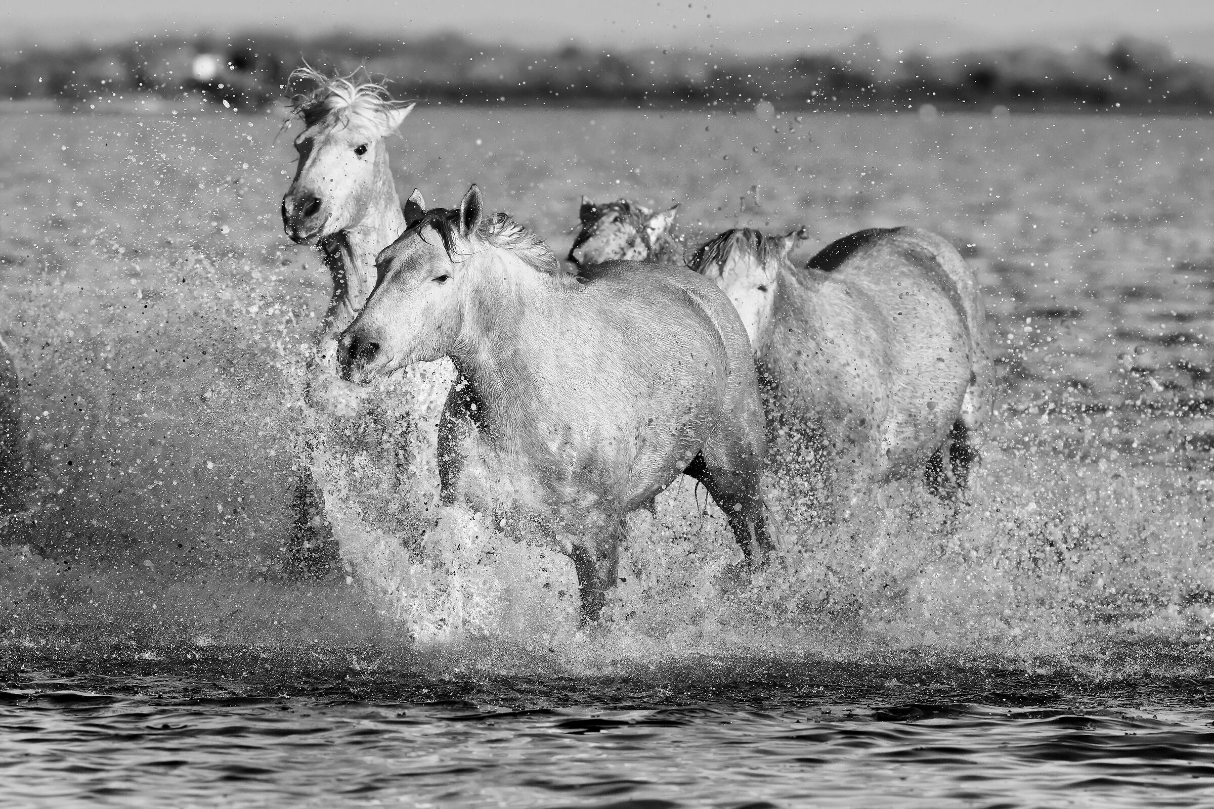 Camargue