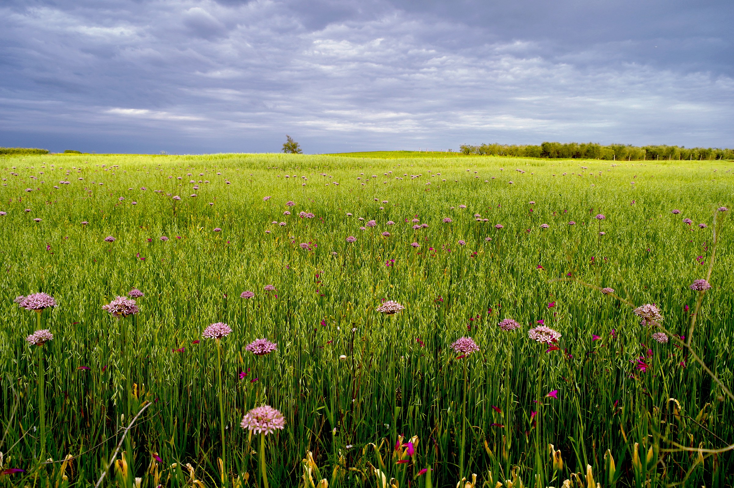 Magliano in Toscana, fields in spring