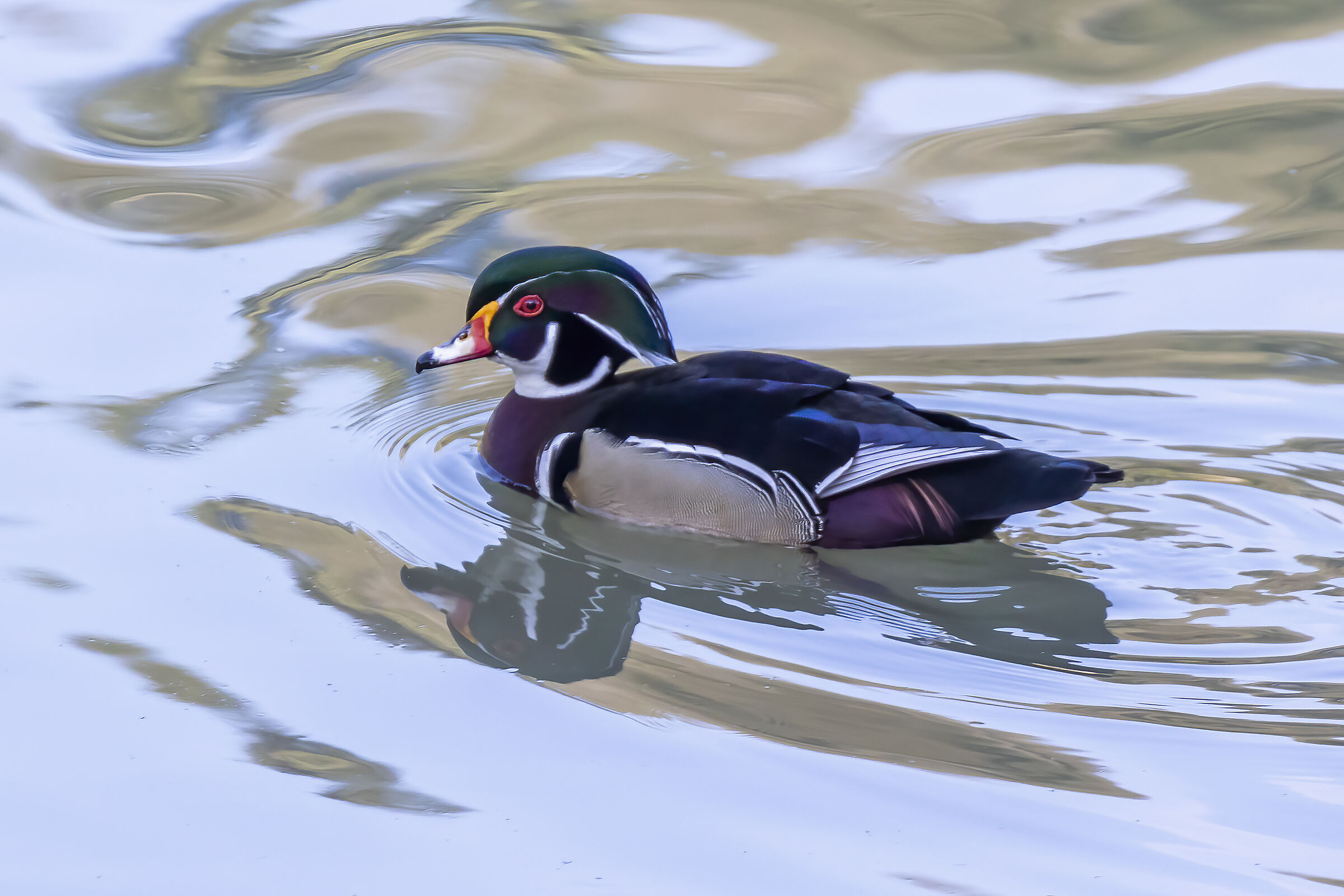 Carolina duck...