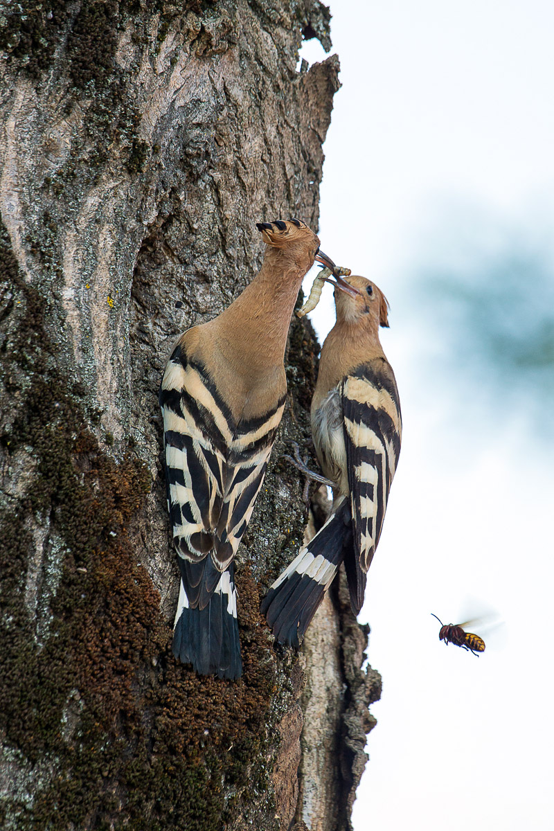 non siamo in troppi!!!?