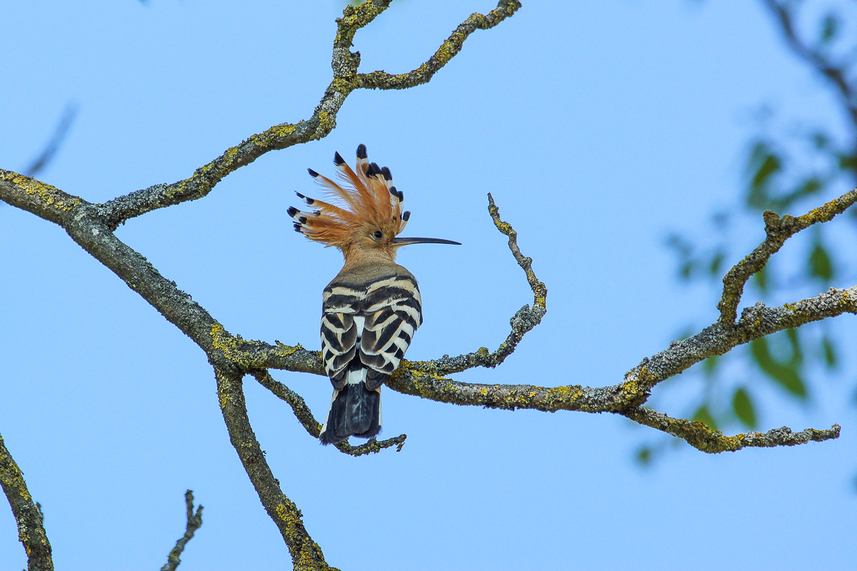 Hoopoe with crest