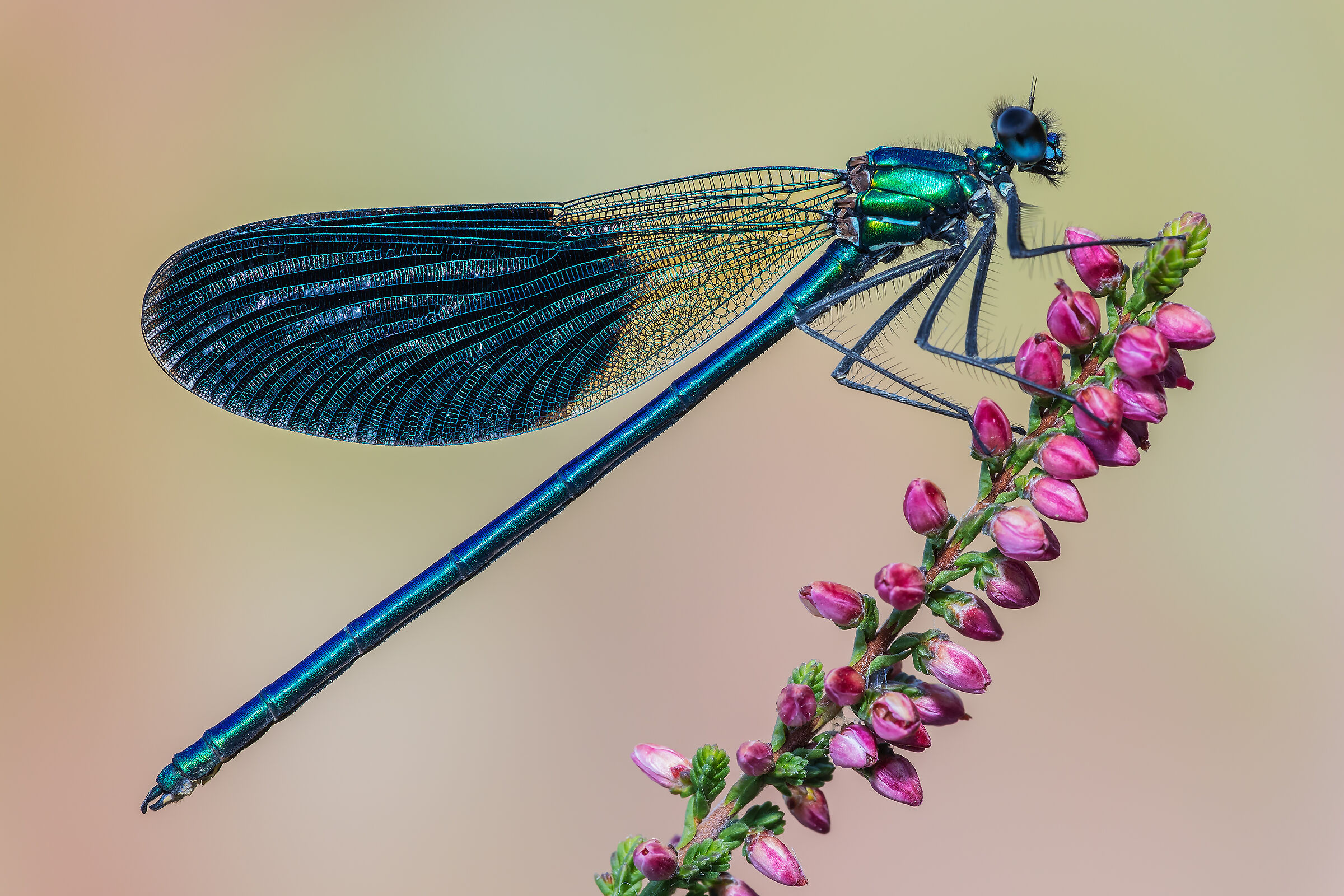 Calopteryx splendens
