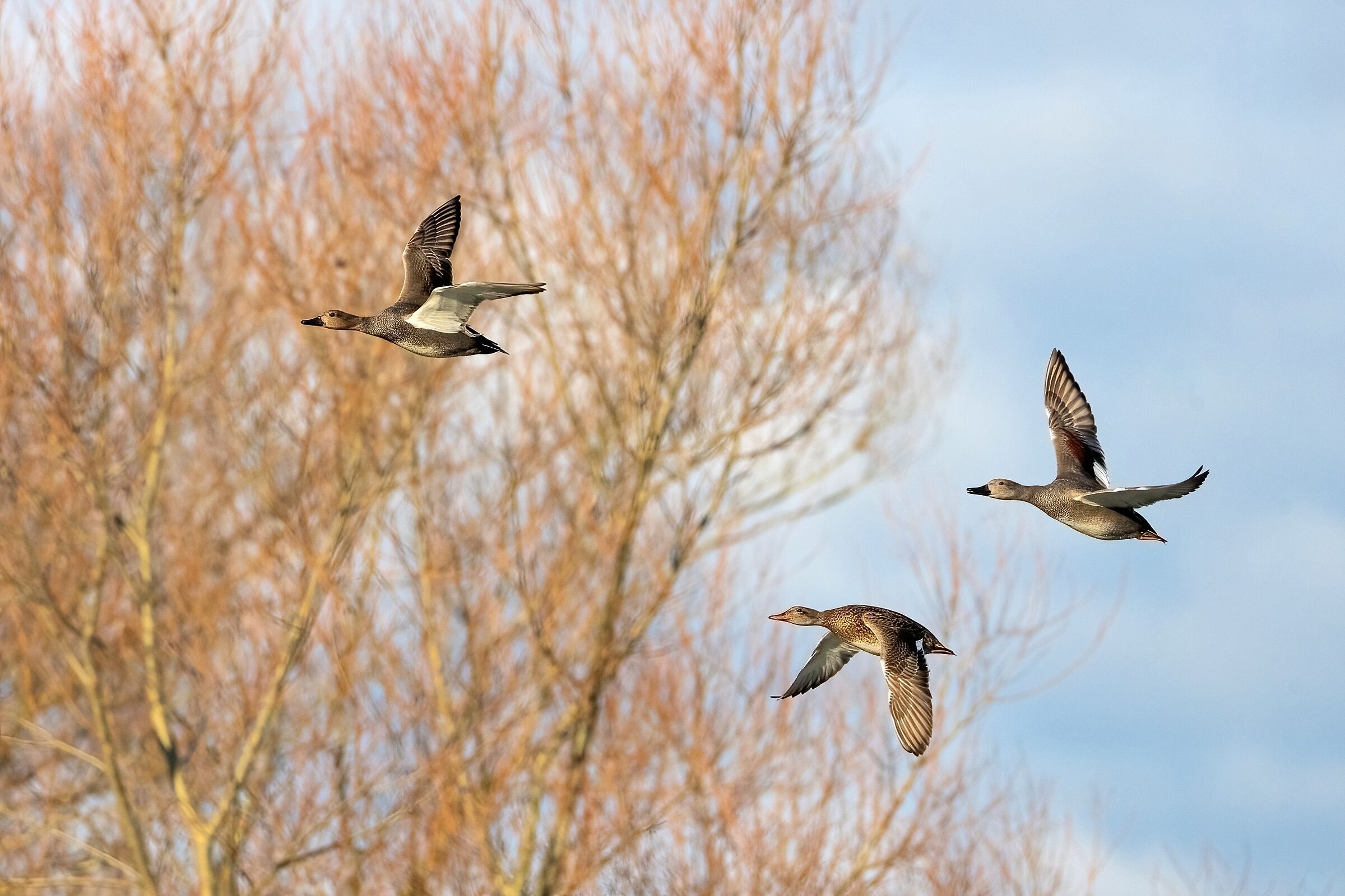 Gadwall (Anas Strepera)