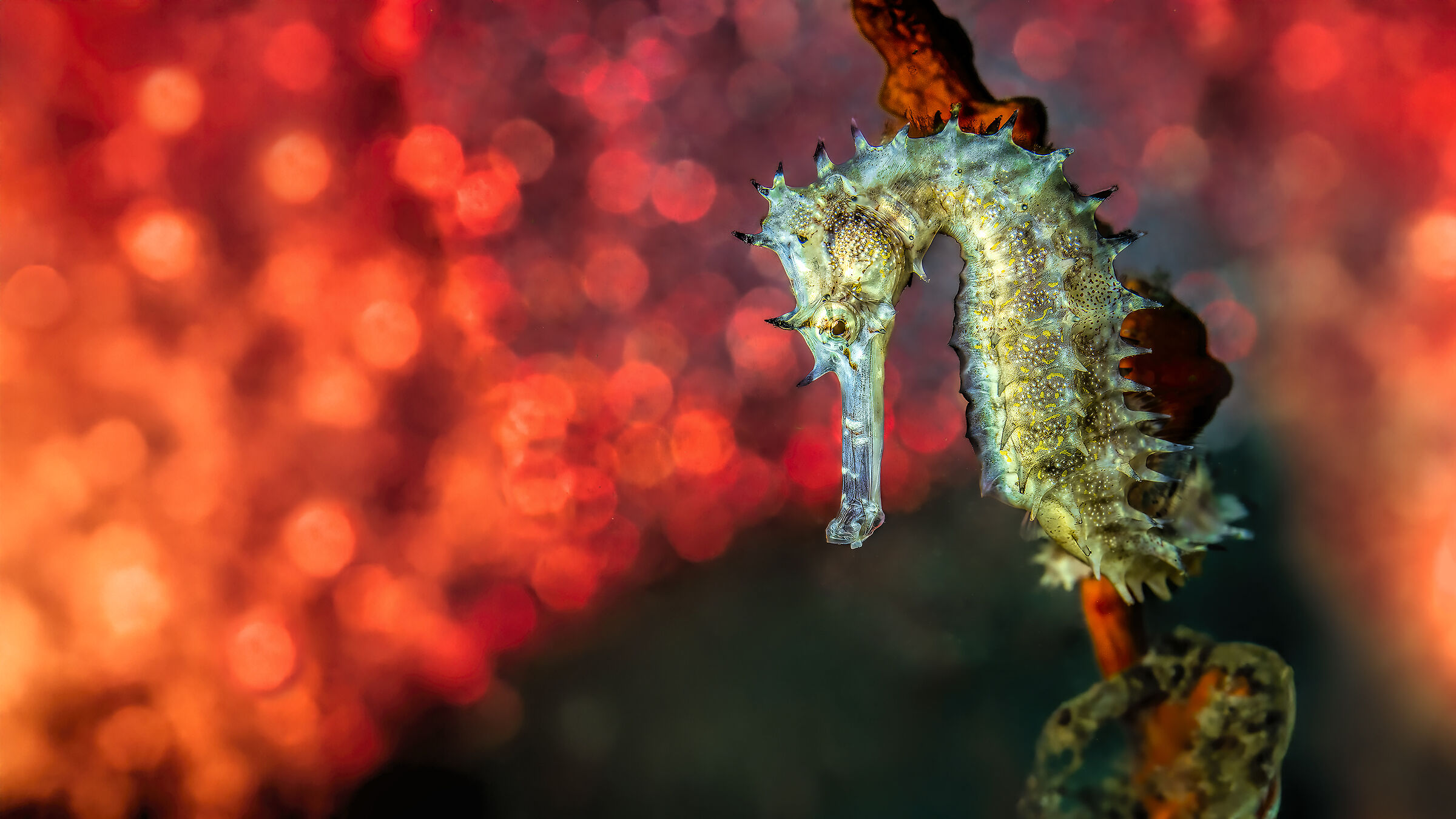 cavalluccio marino istrice