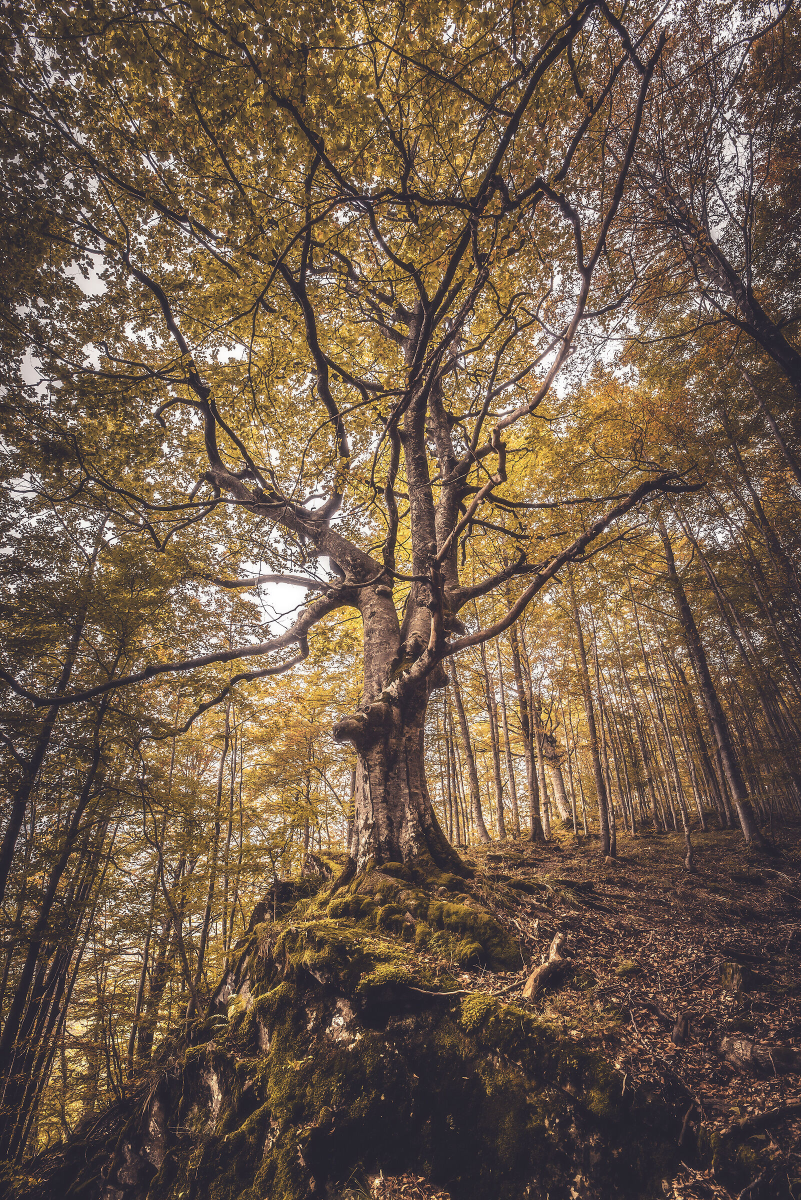 Lost in the woods
