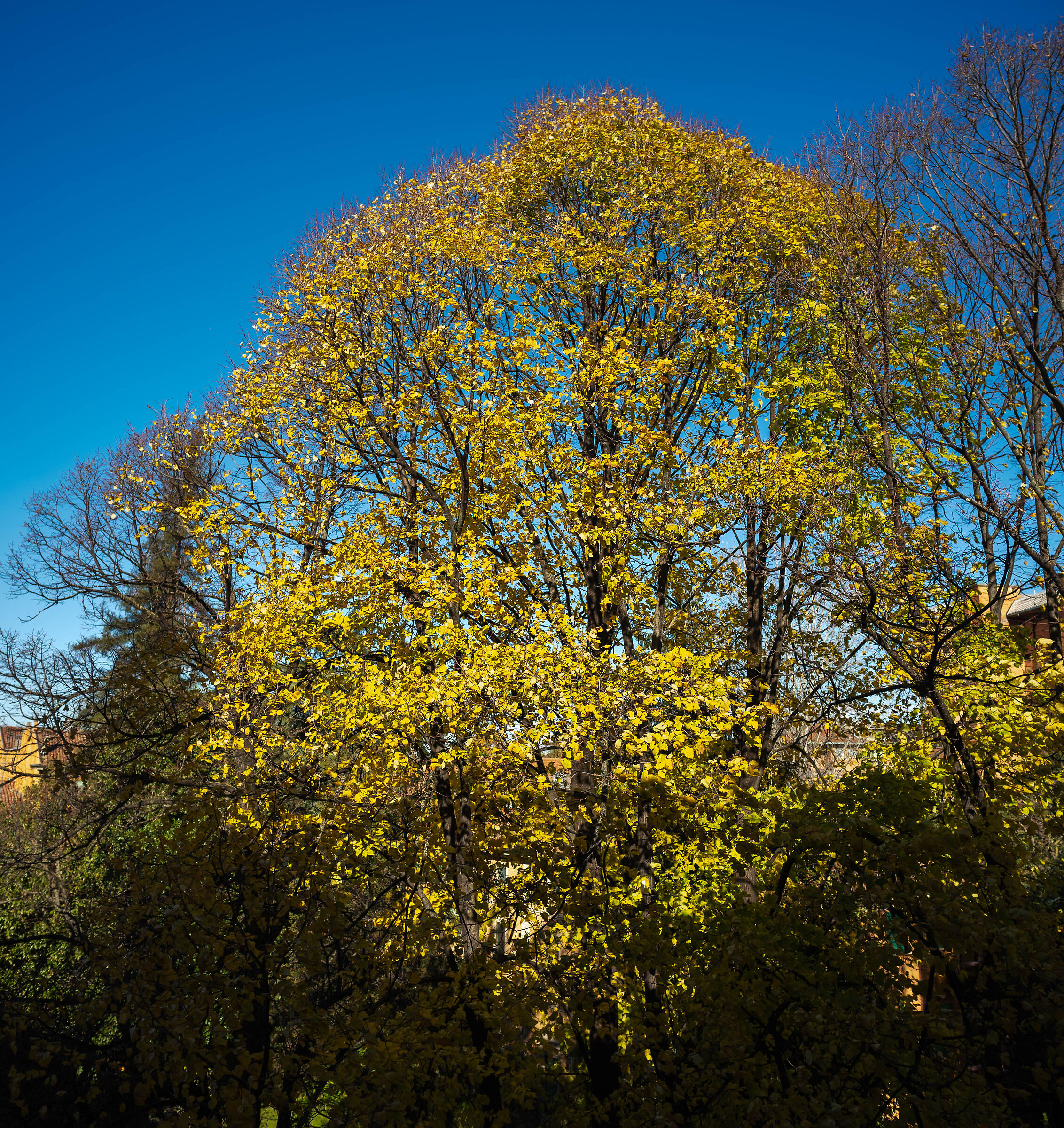 Exploding lemon (autumn colors)