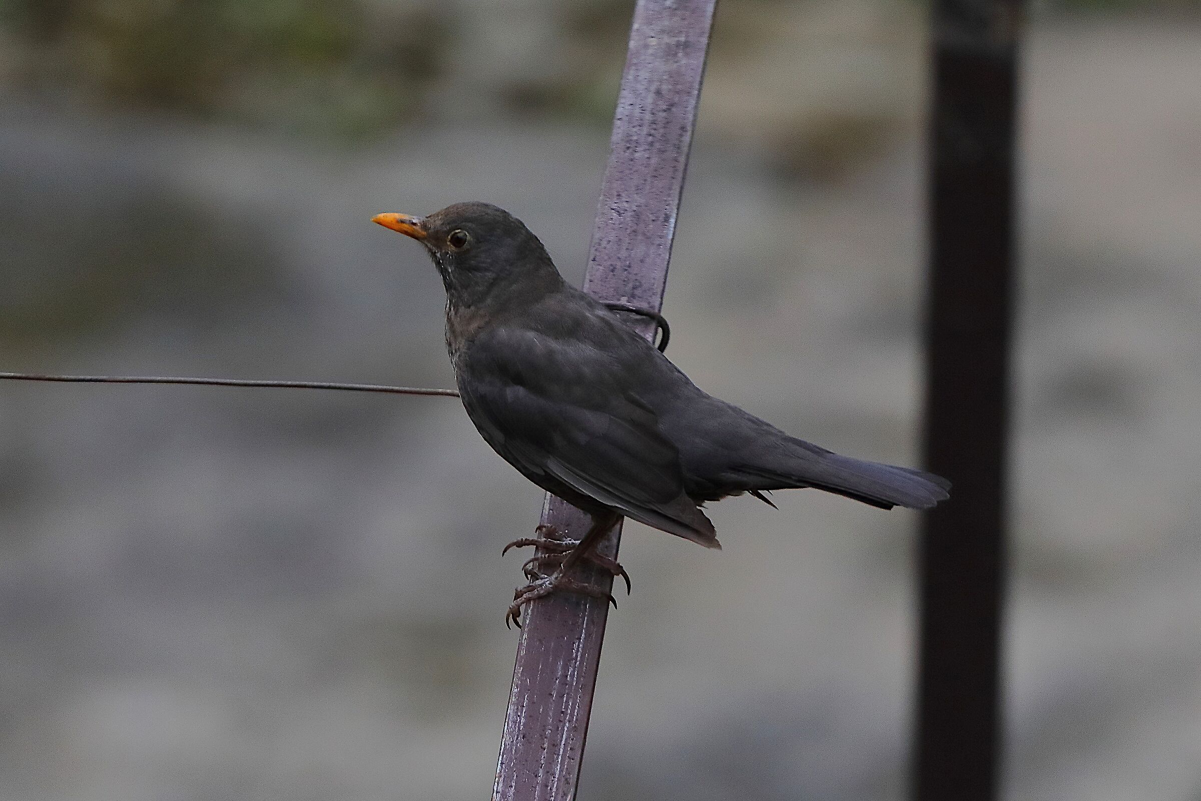 Merlo 31 maggio 2024 - 0018