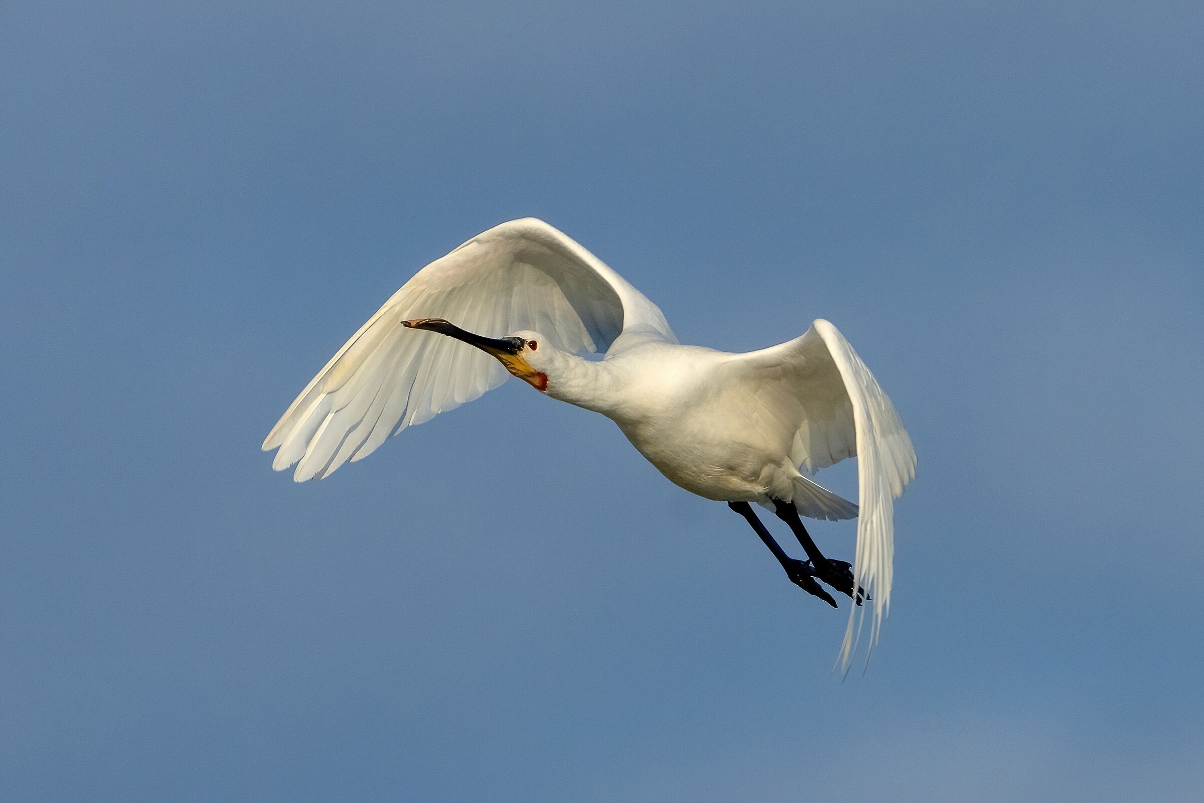 Spatola bianca (Platalea leucorodia)