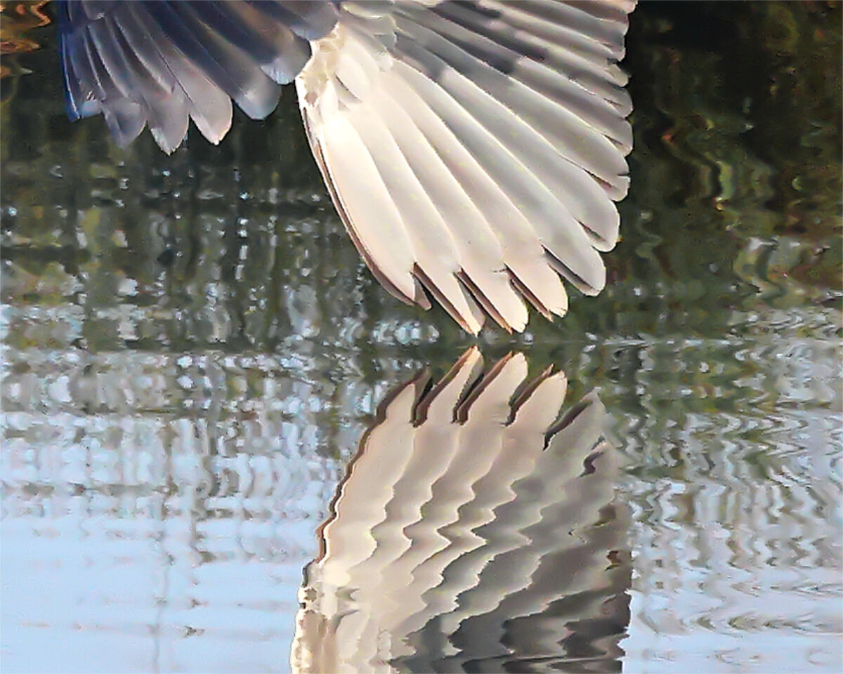 Riflessi.