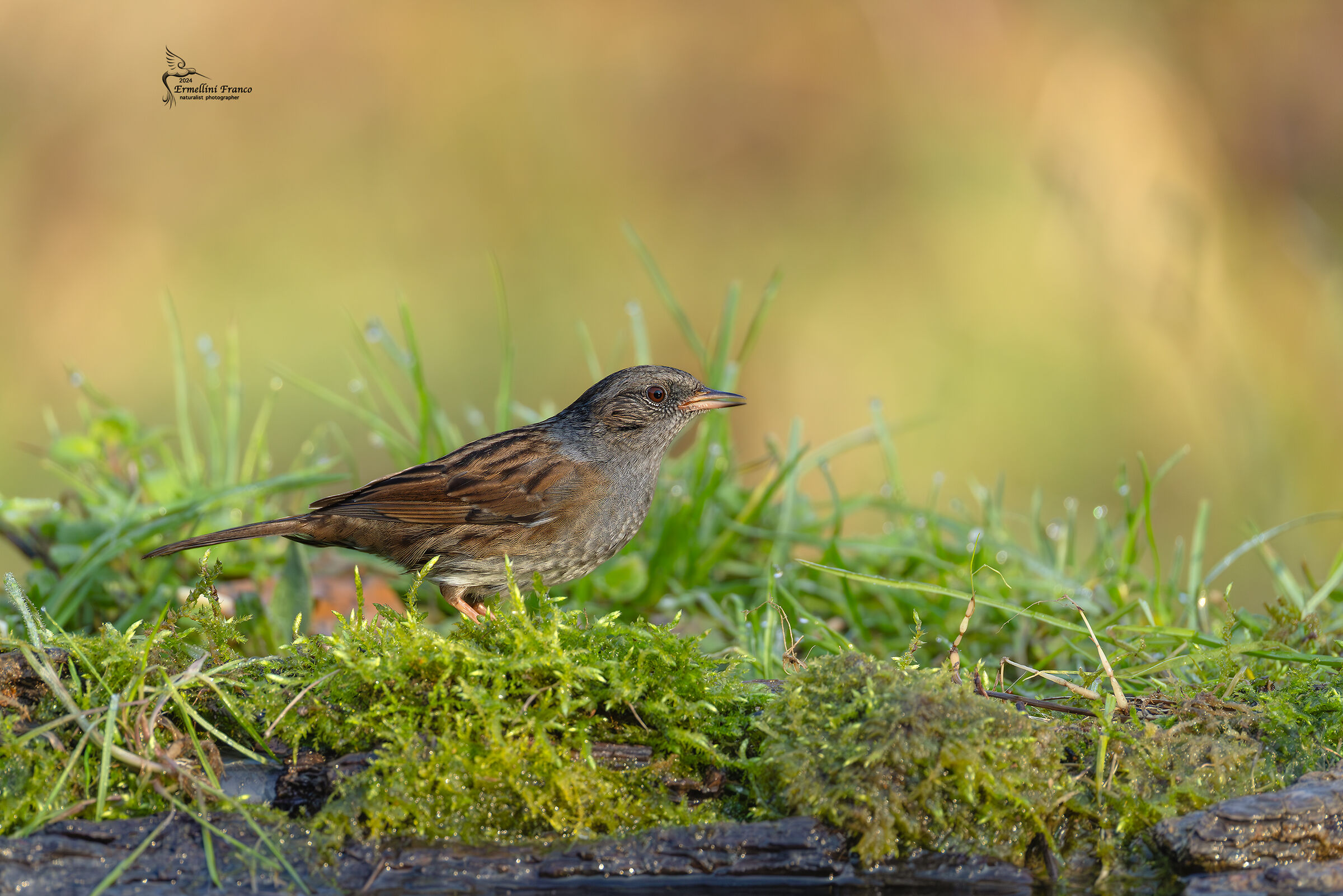 Dunnock