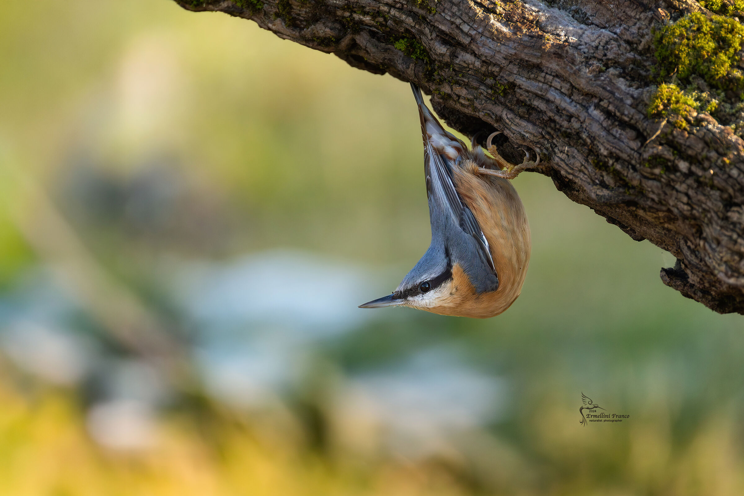 Wood nuthatch
