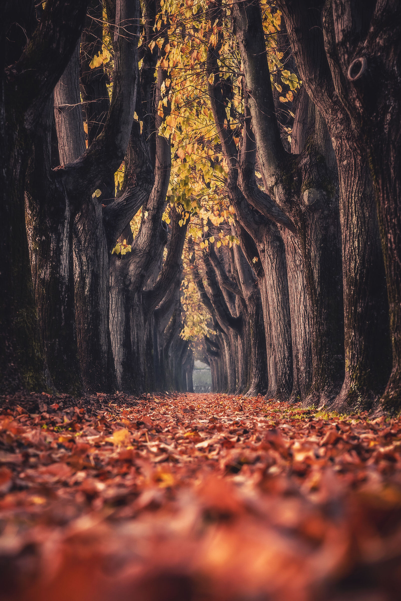 Foliage in Lucca