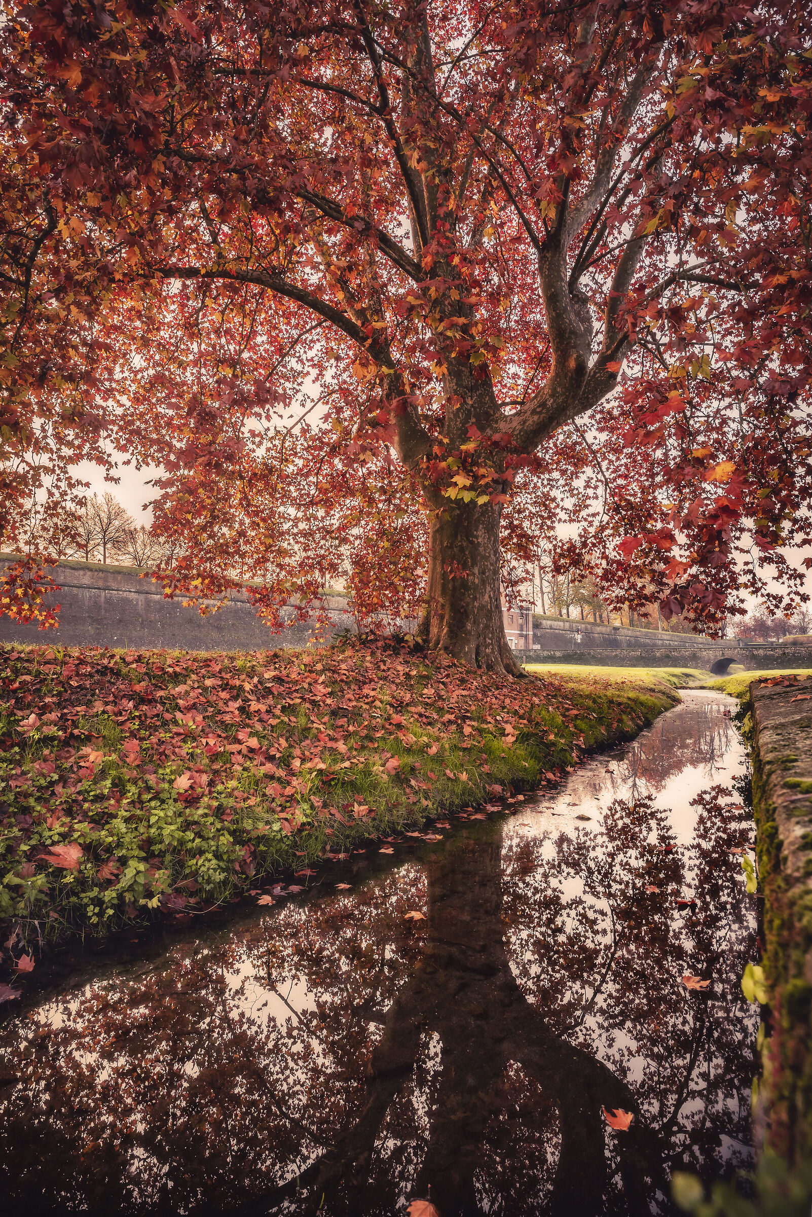 Autumn under the big tree