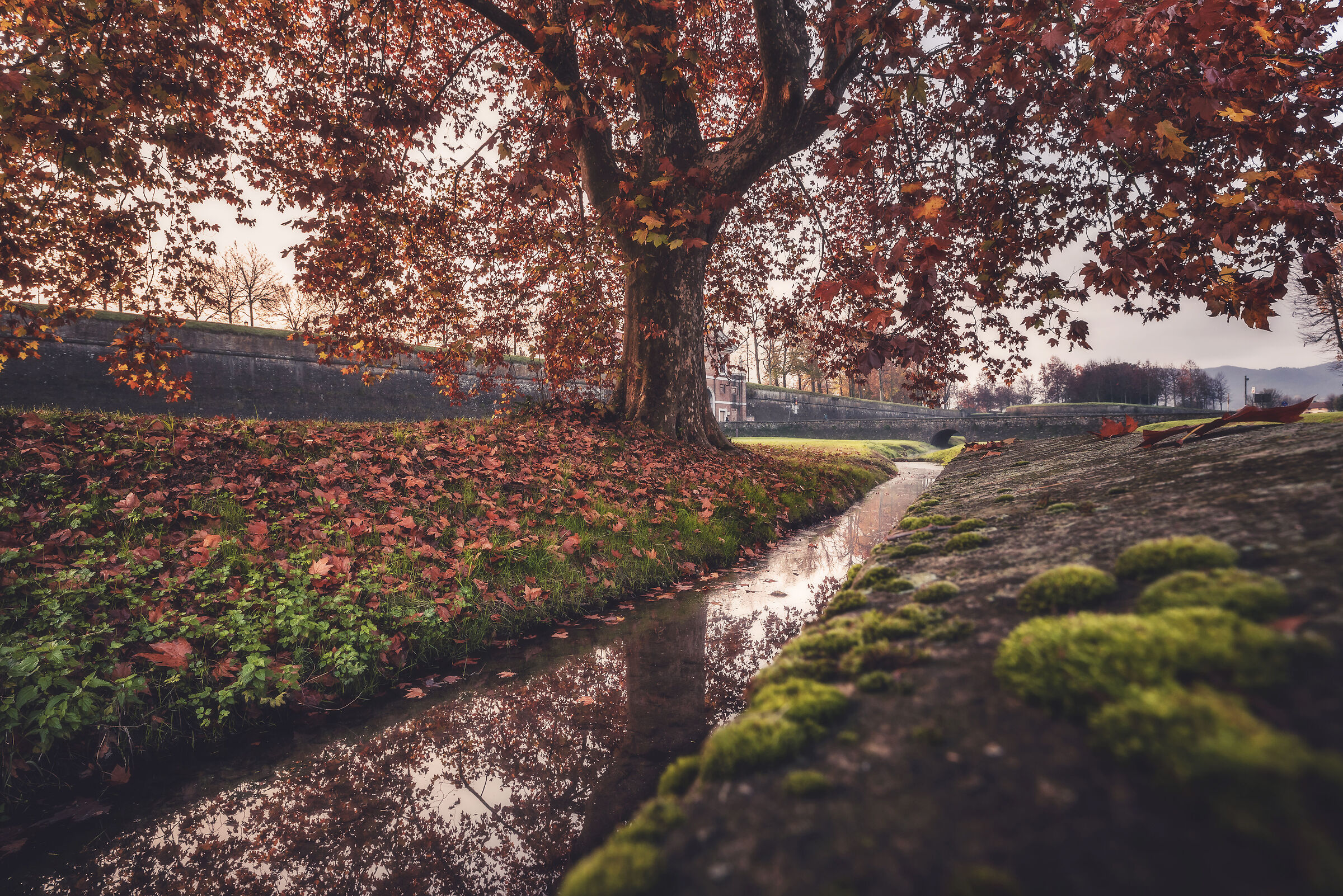 L'autunno sotto il grande albero