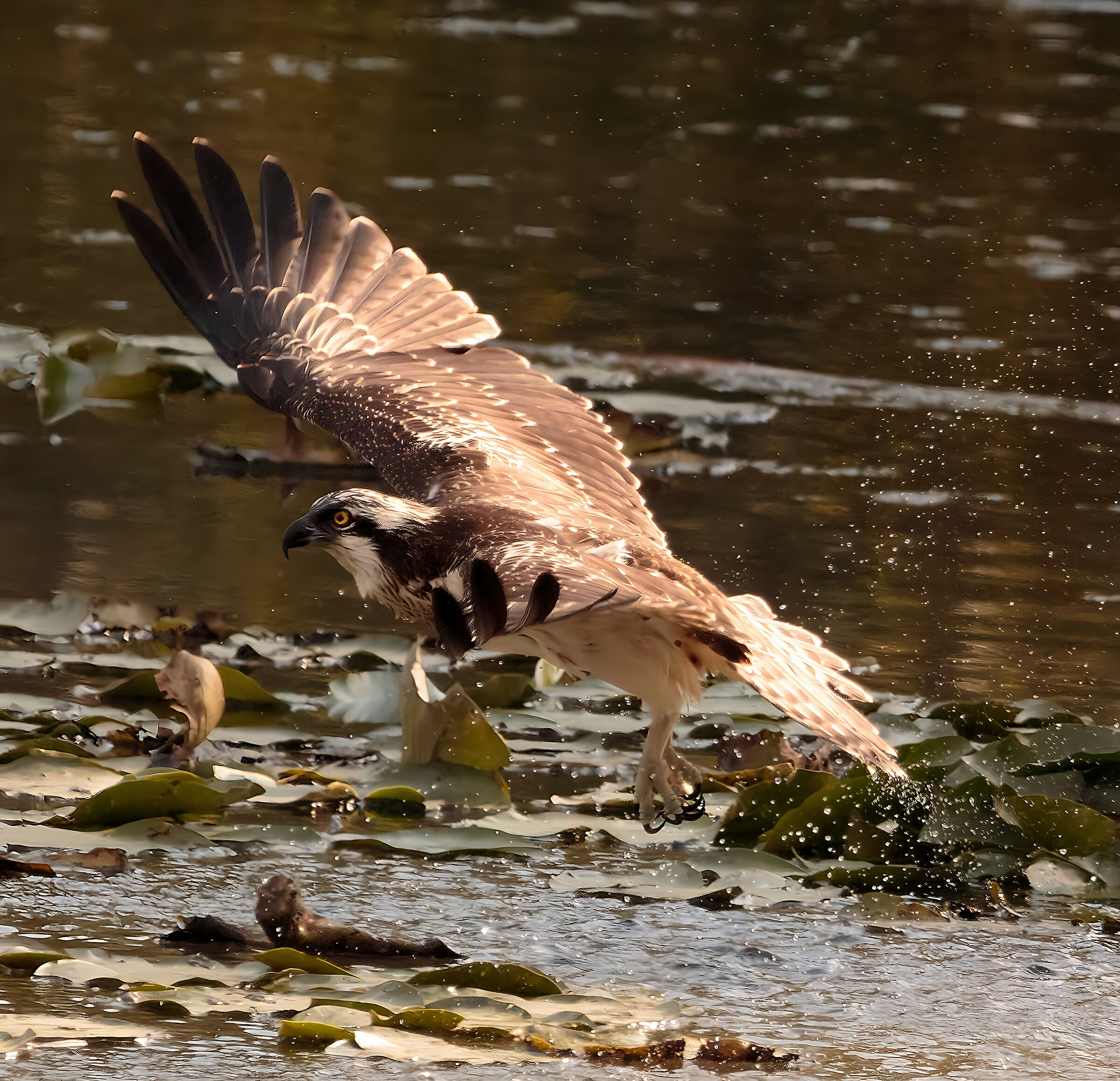 falco pescatore oasi lipu cesano m mb 19/09/2024