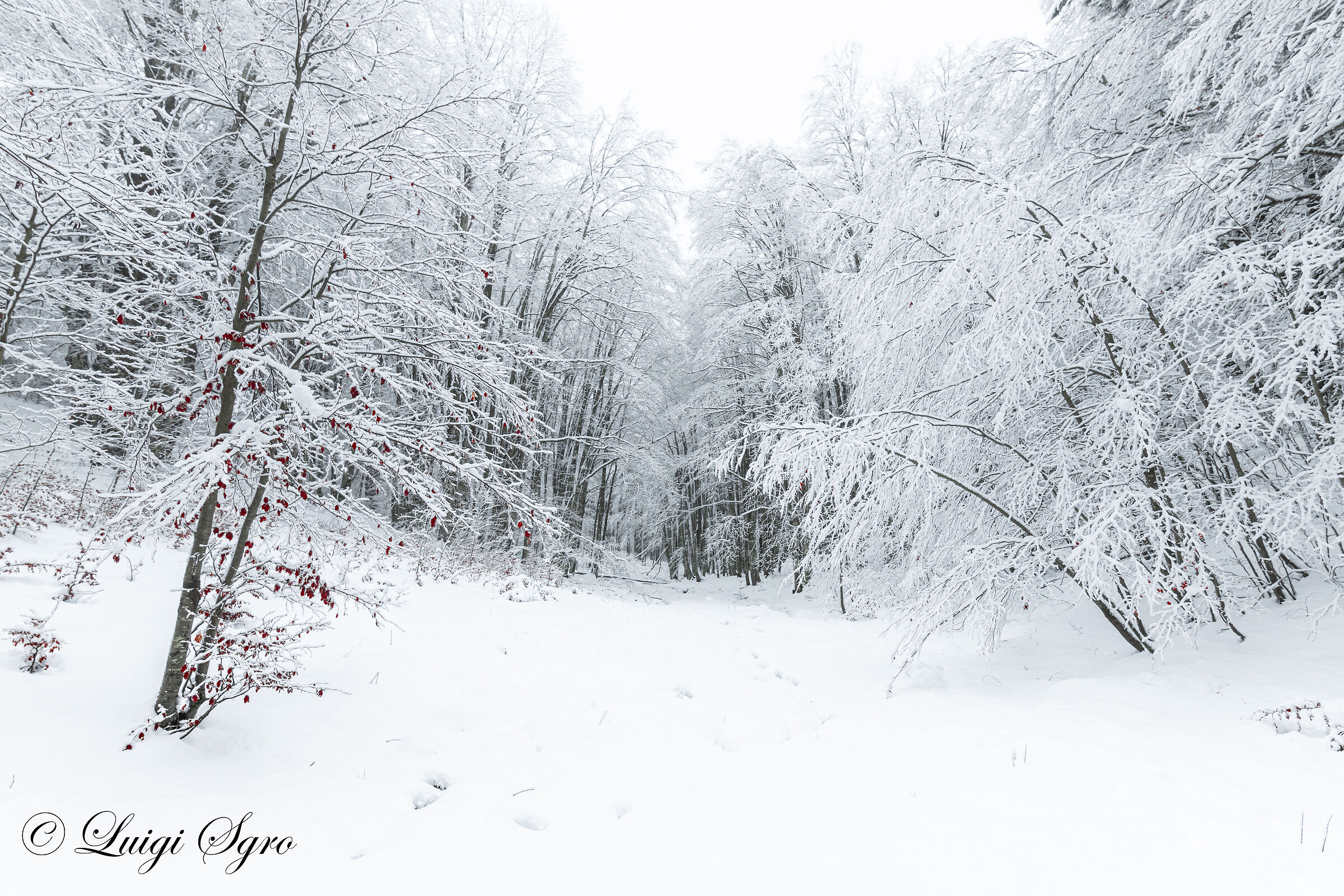 Magic winter