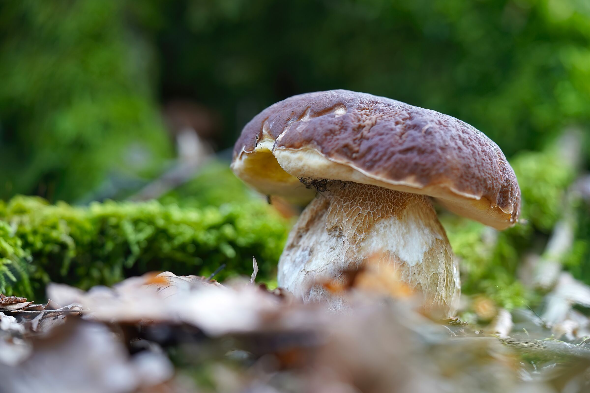 boletus edulis