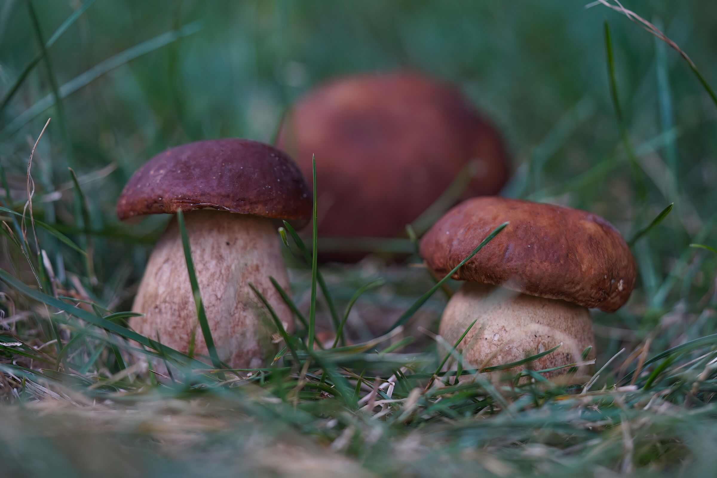 boletus edulis