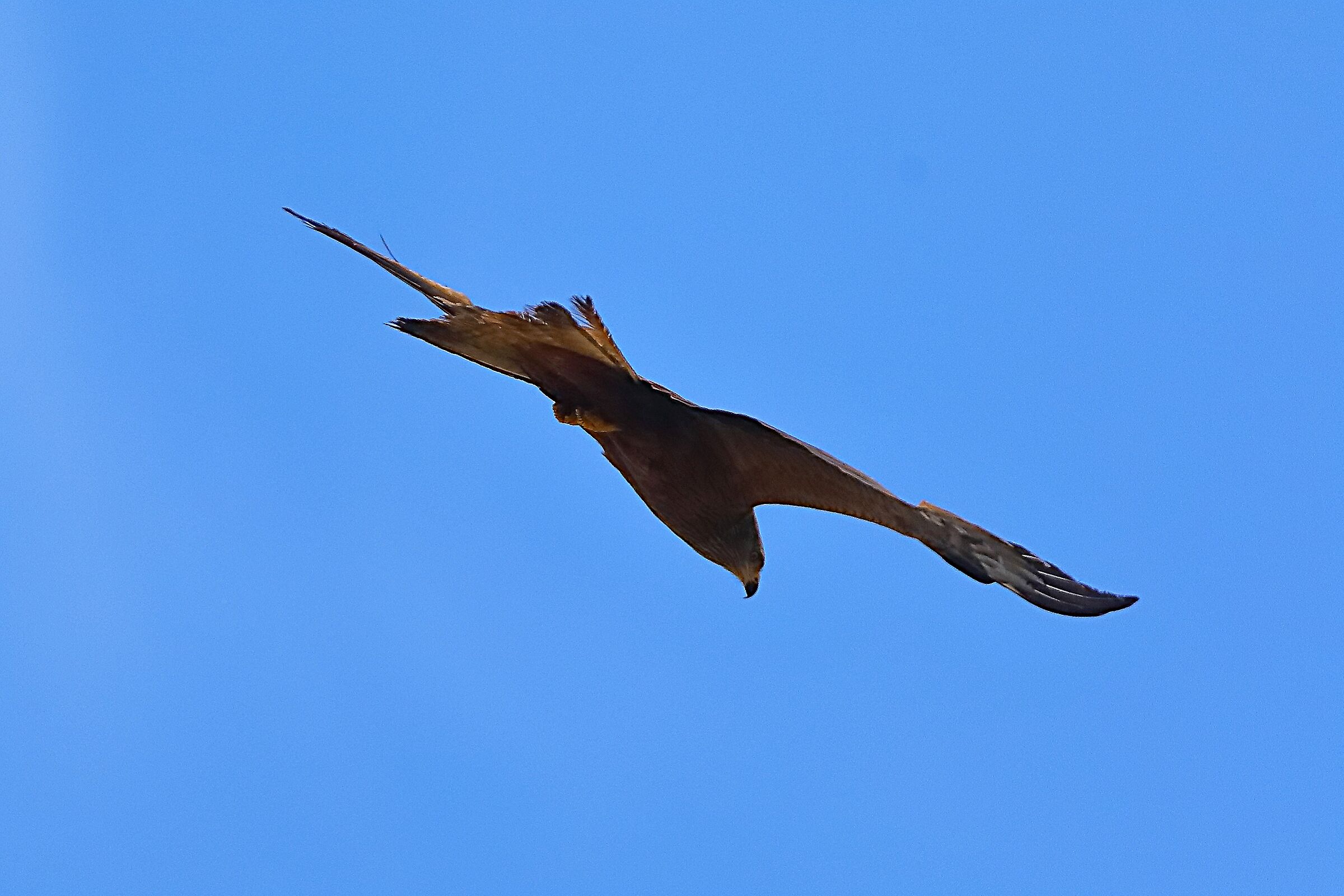 Nibbio bruno 02 giugno 2024 - 0097