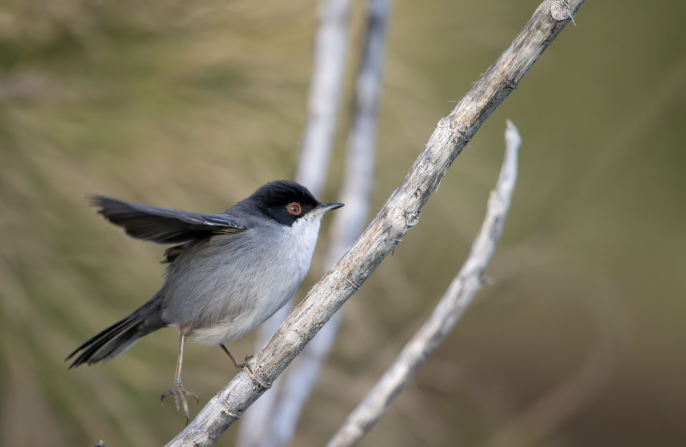 Sardinian warbler