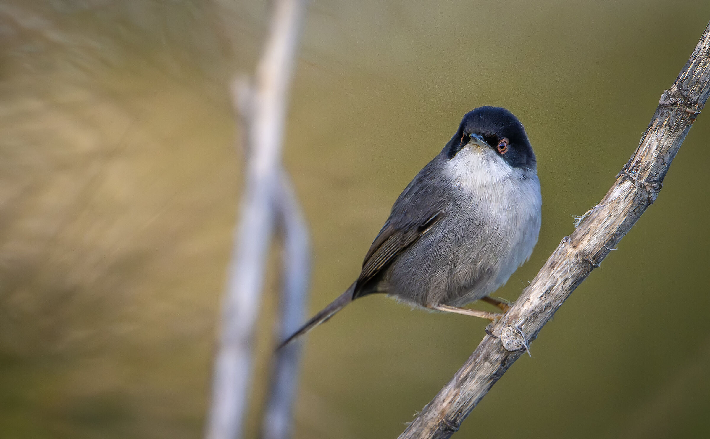 Sardinian warbler