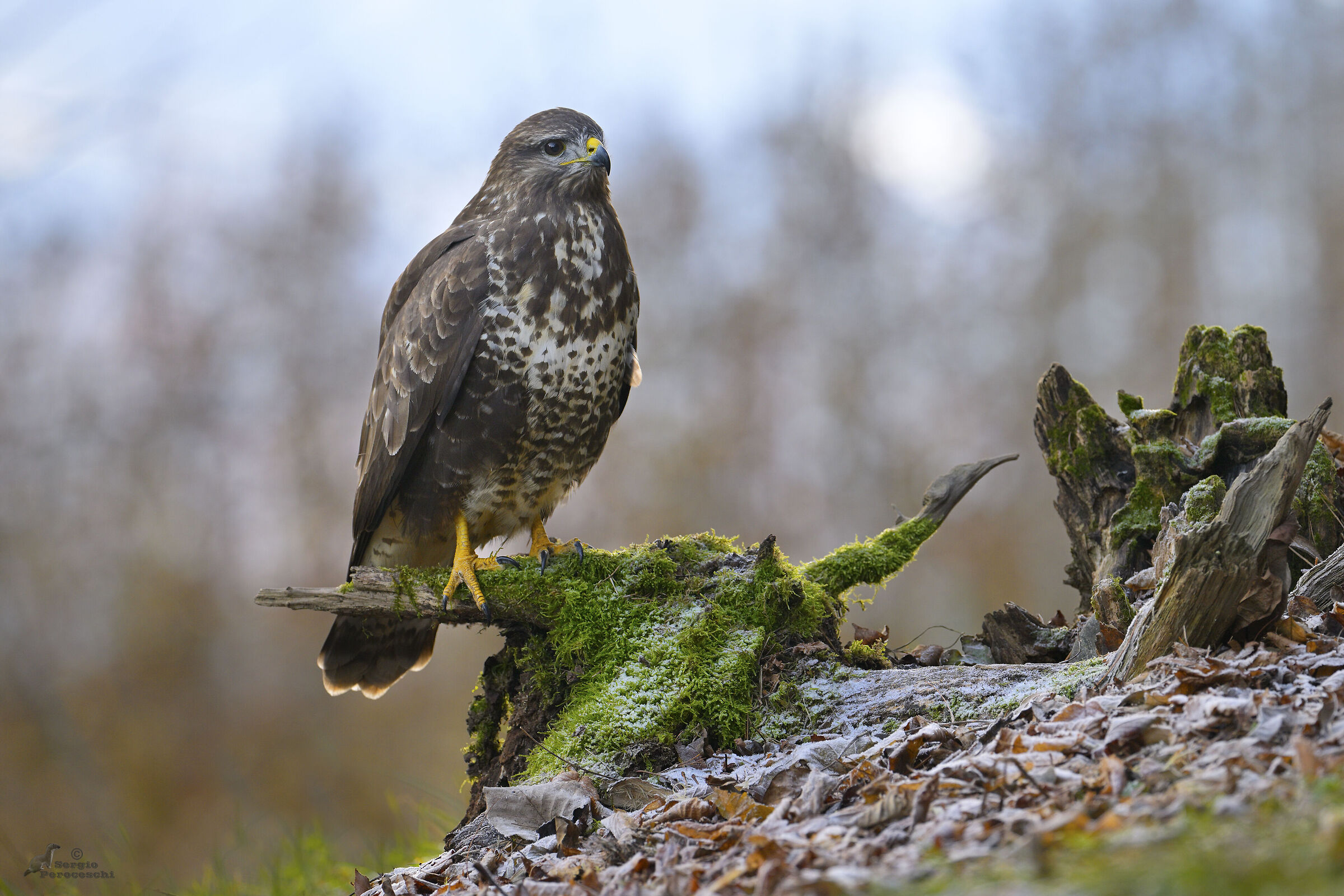Buzzard posing