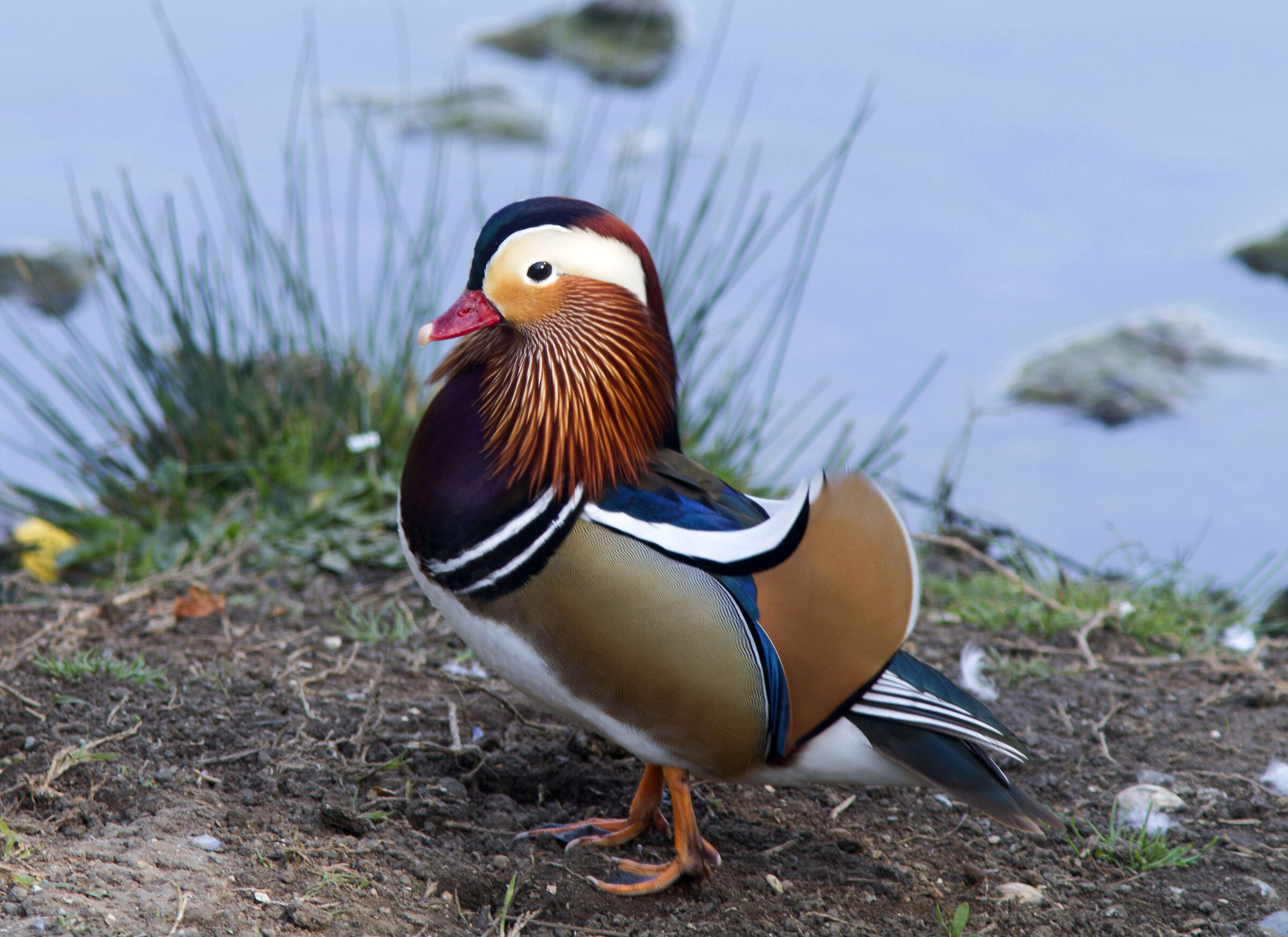 Mandarin duck (Rome Villa Pamphili)