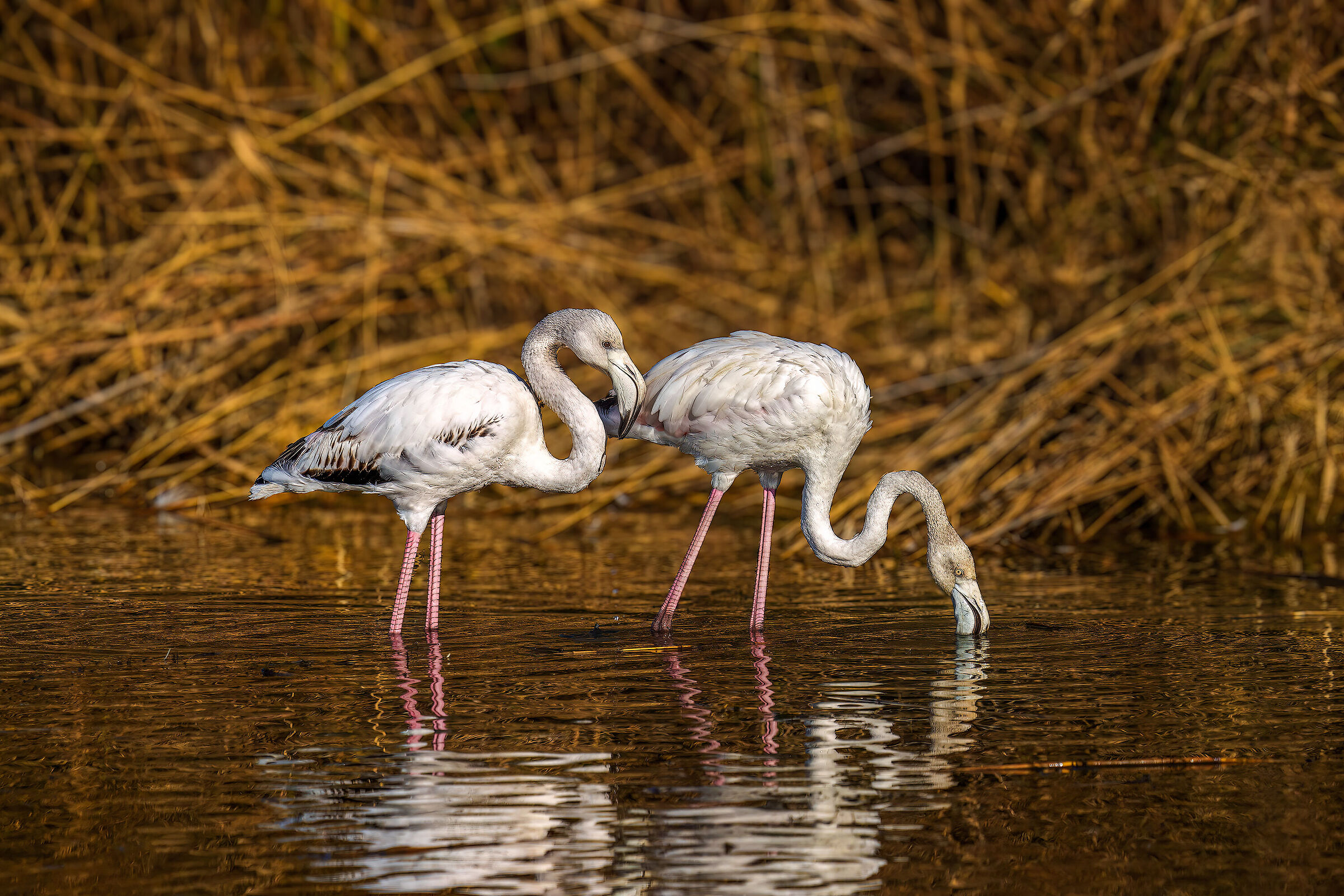 Flamingos, adult and small