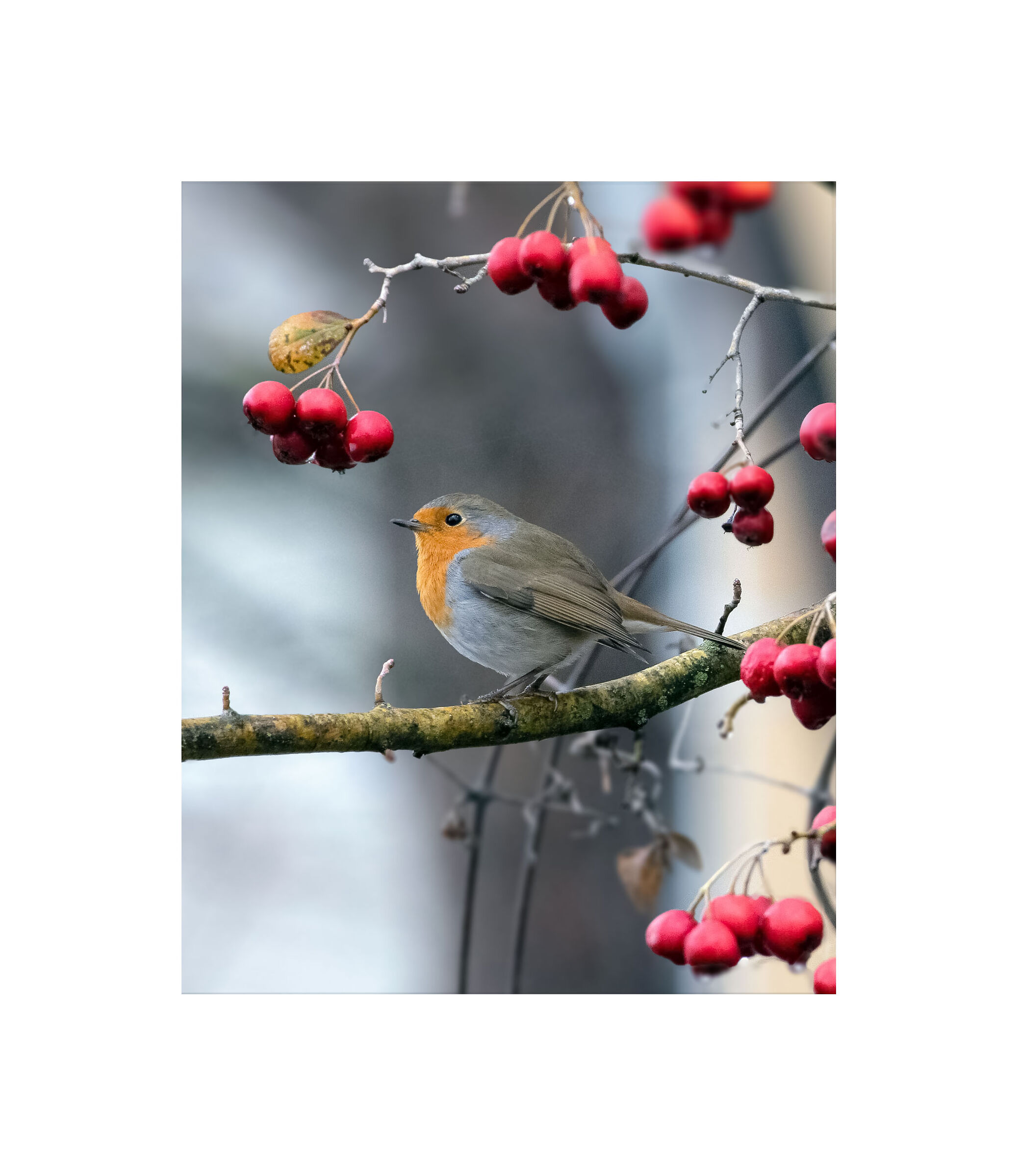 The Robin Friend