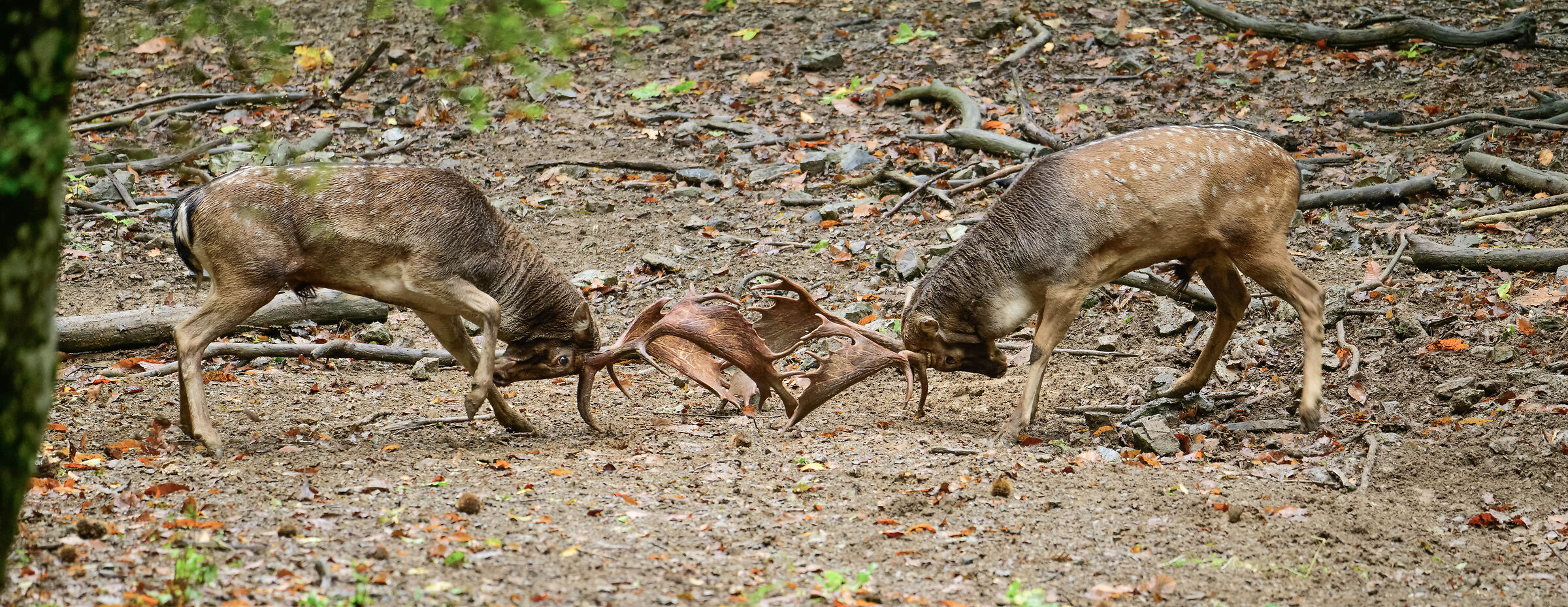 Fight between male fallow deer