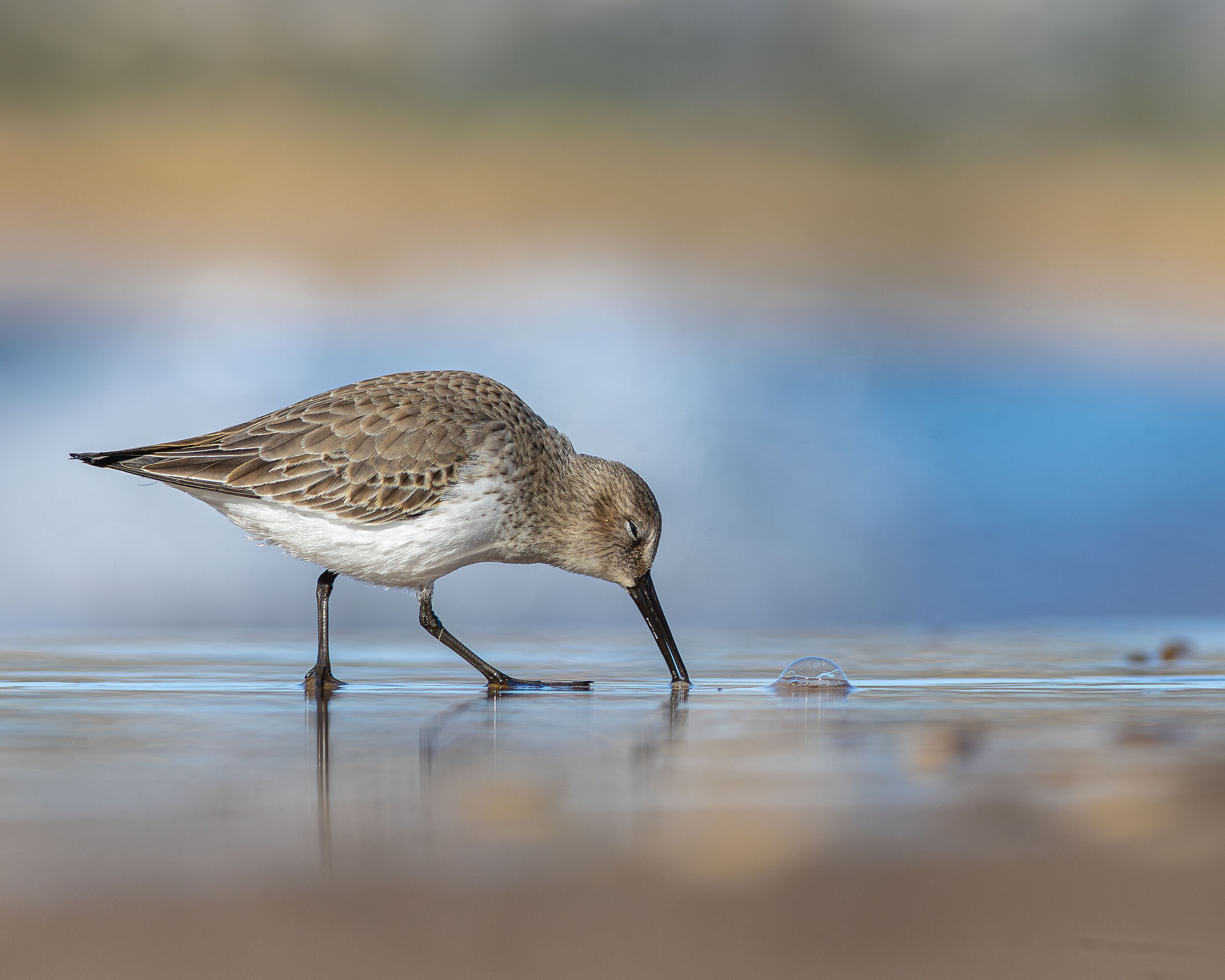 Dunlin