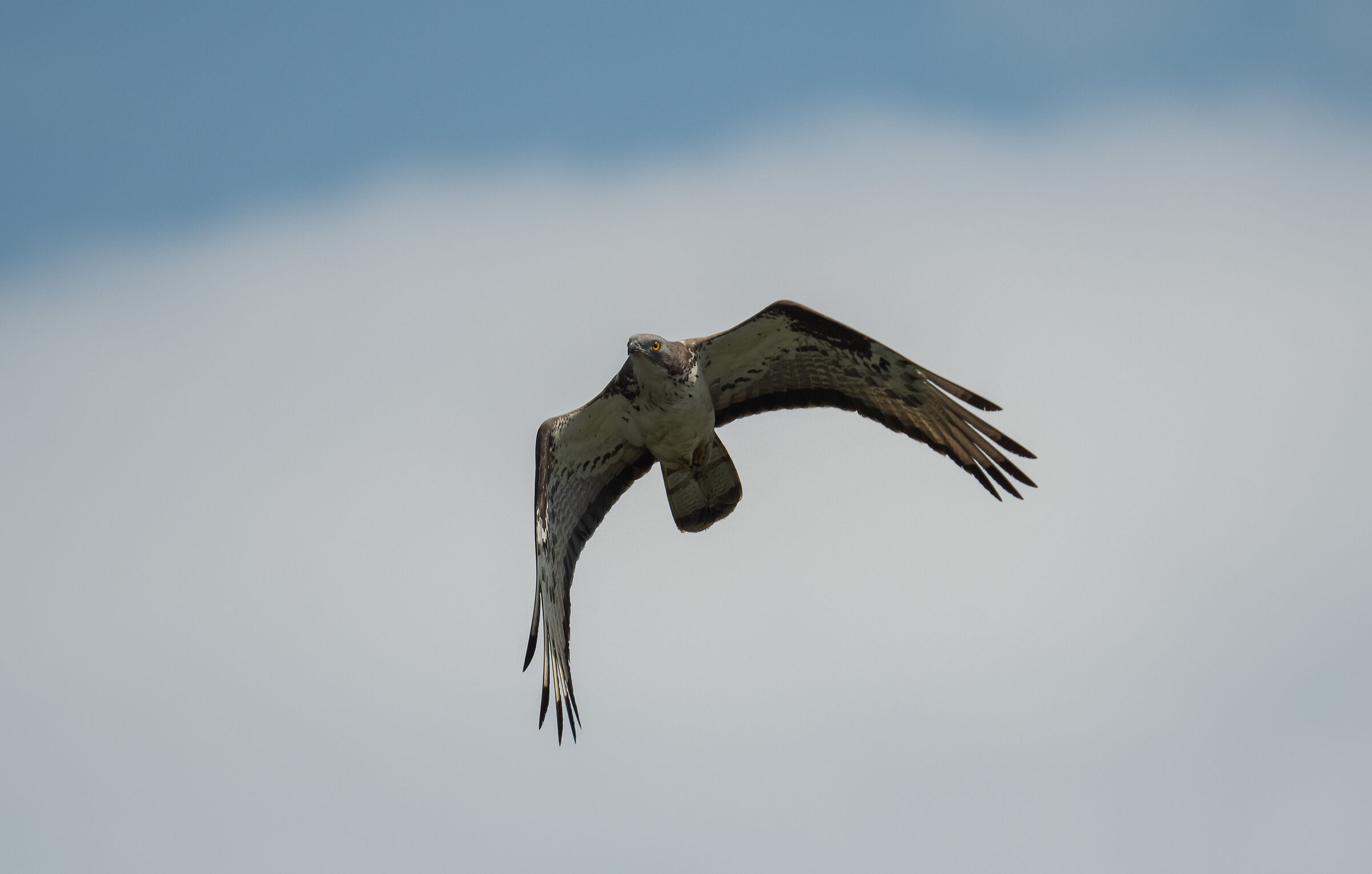 Honey buzzard in flight
