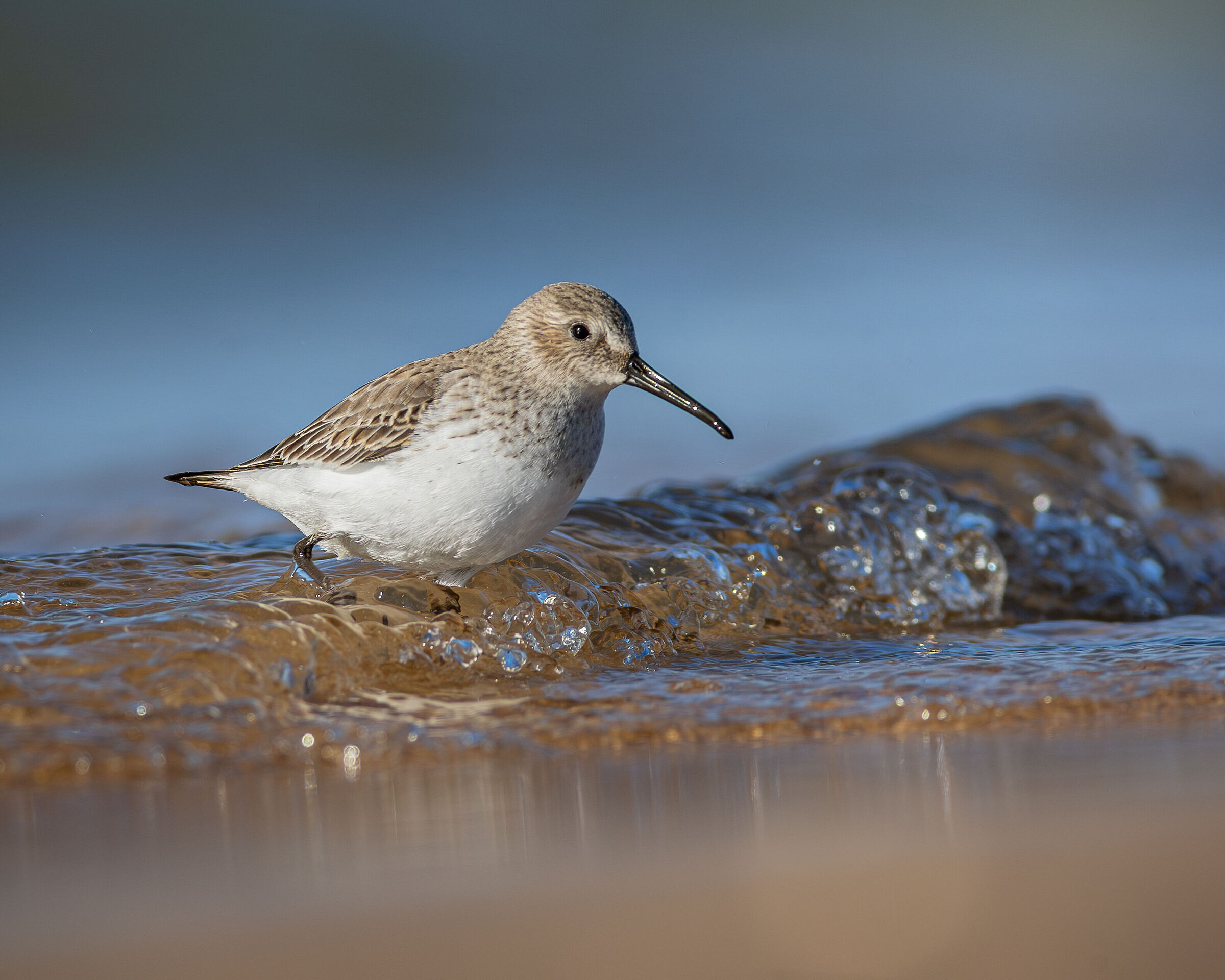 Dunlin