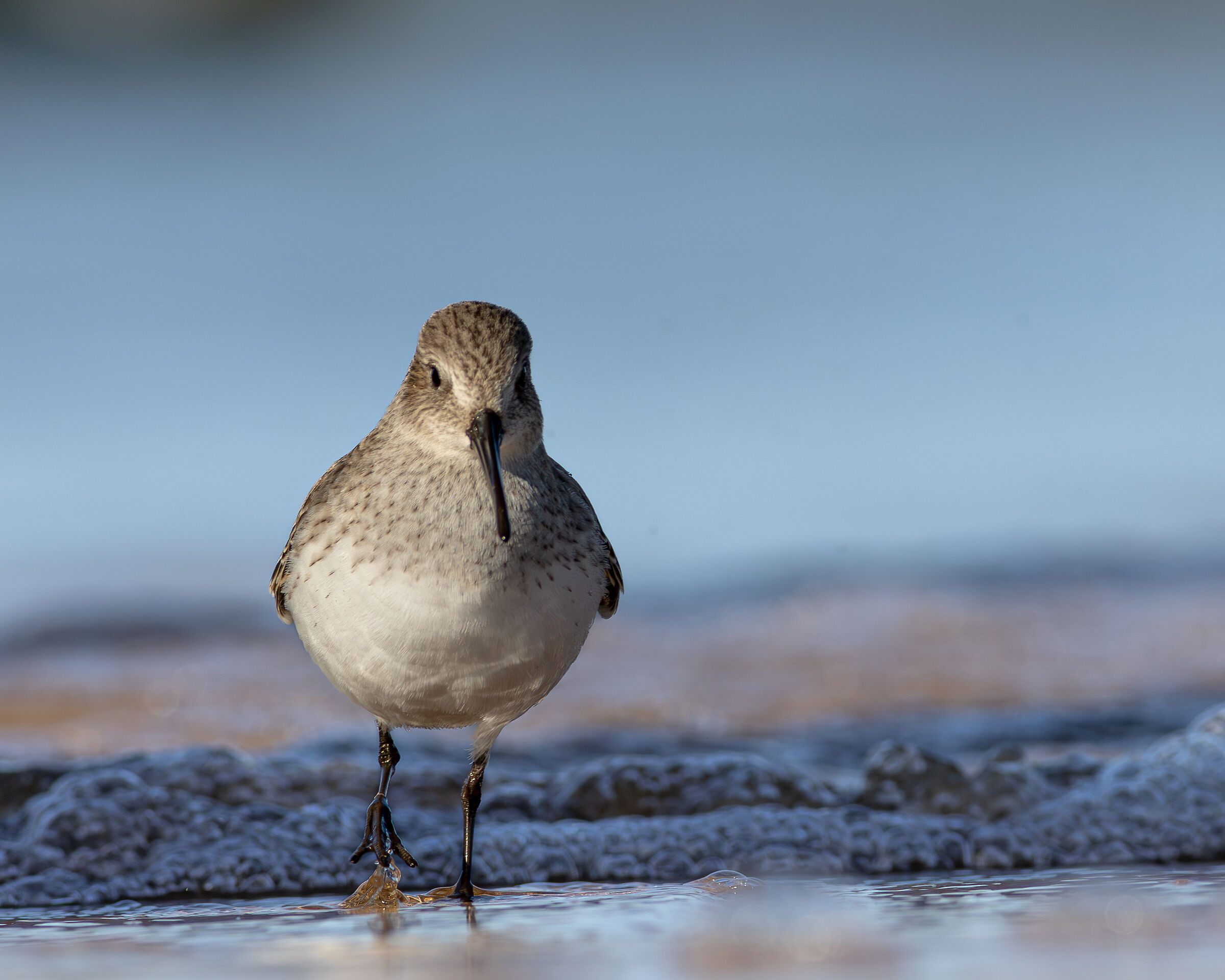 Dunlin