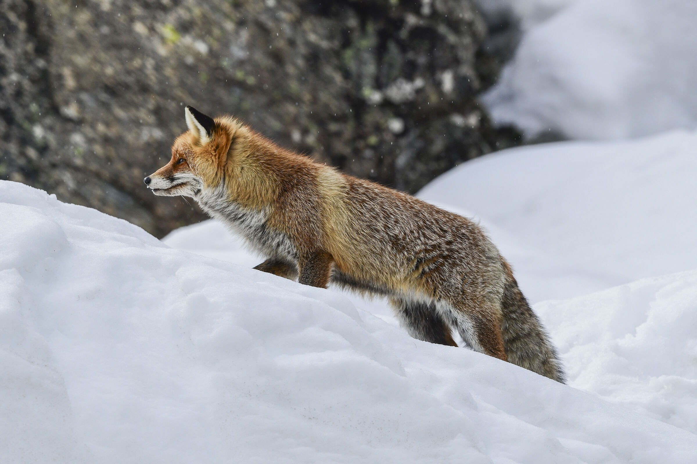 Fox in the snow