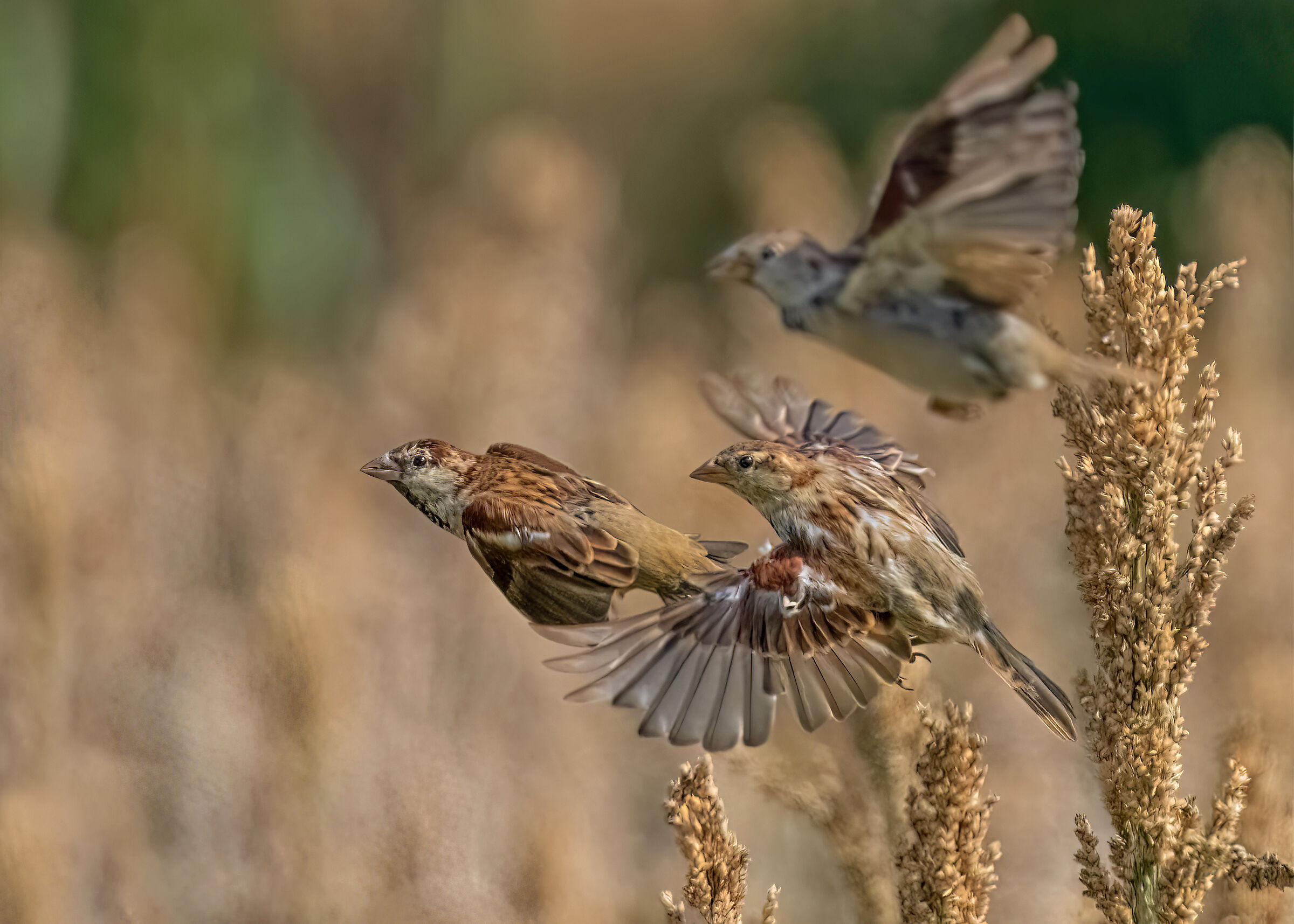 Sparrows