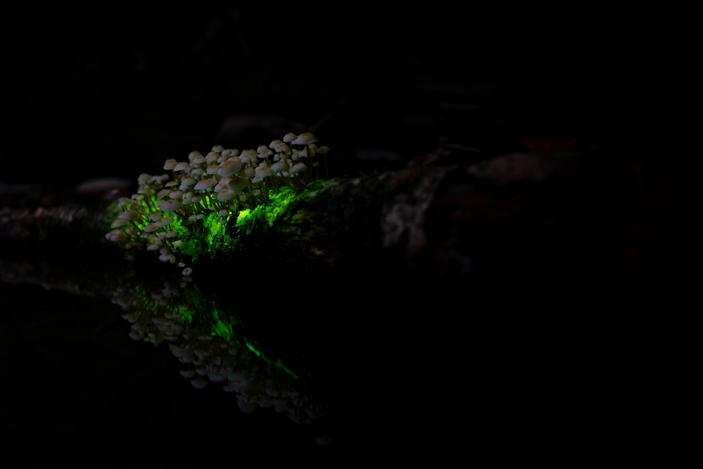 Living Lights