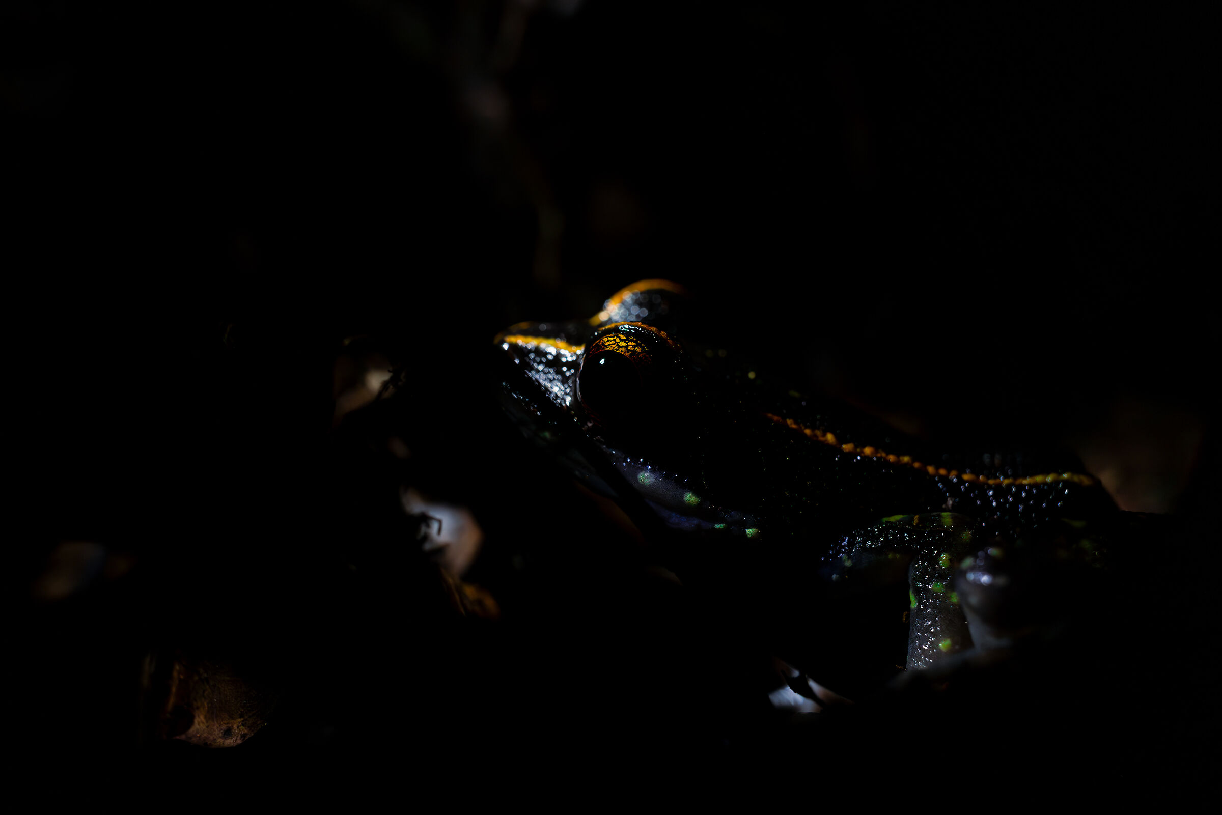 The Splendid Stream Frog of Sumatra