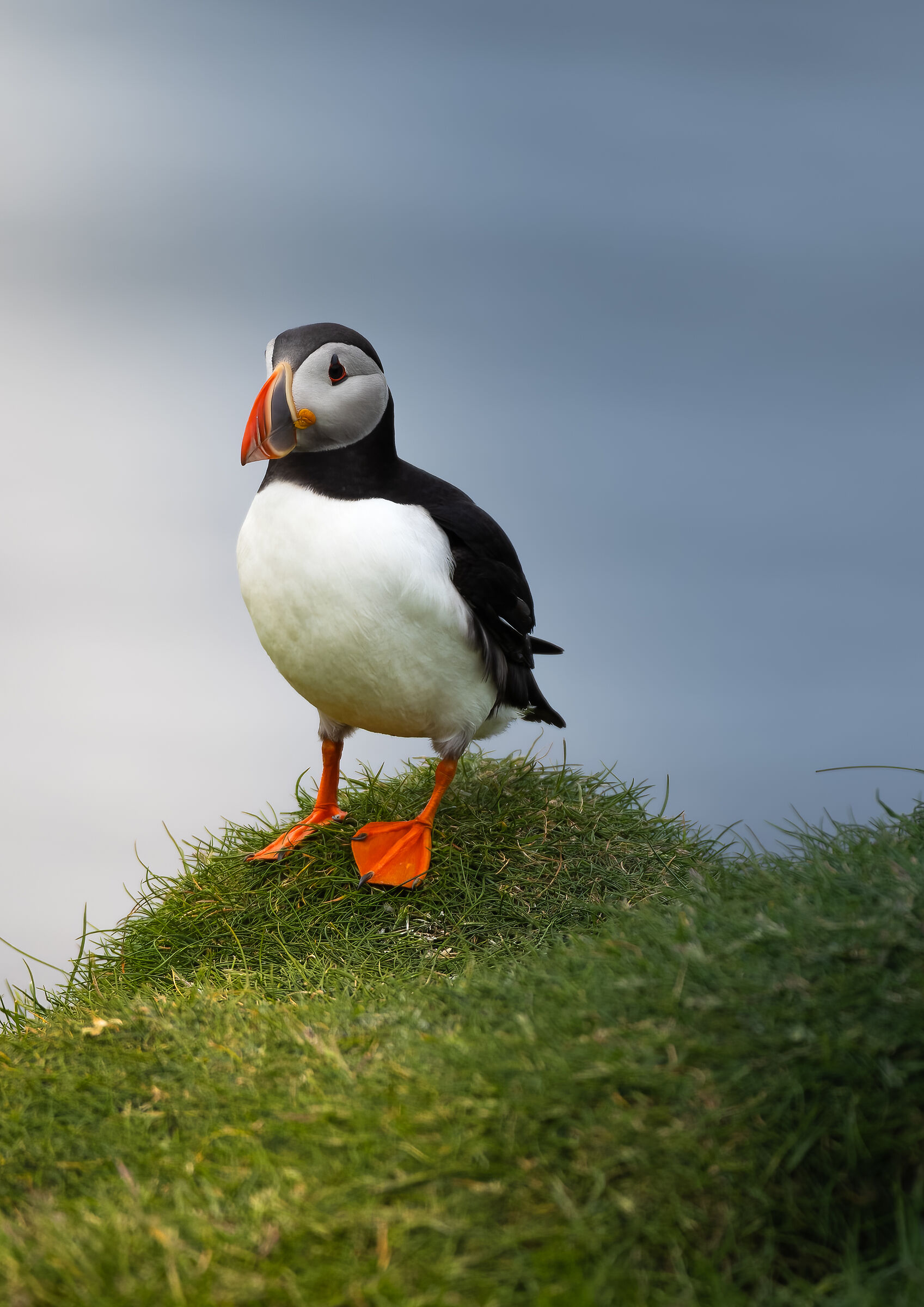 Puffin V