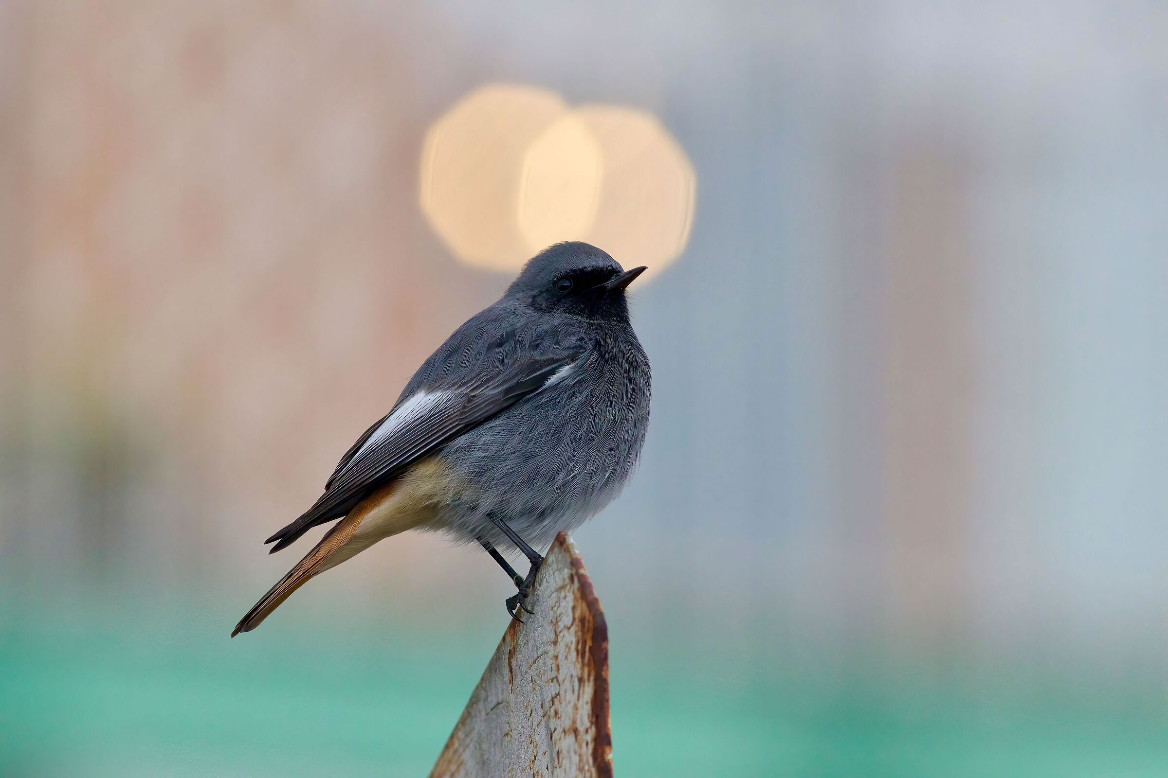 black redstart