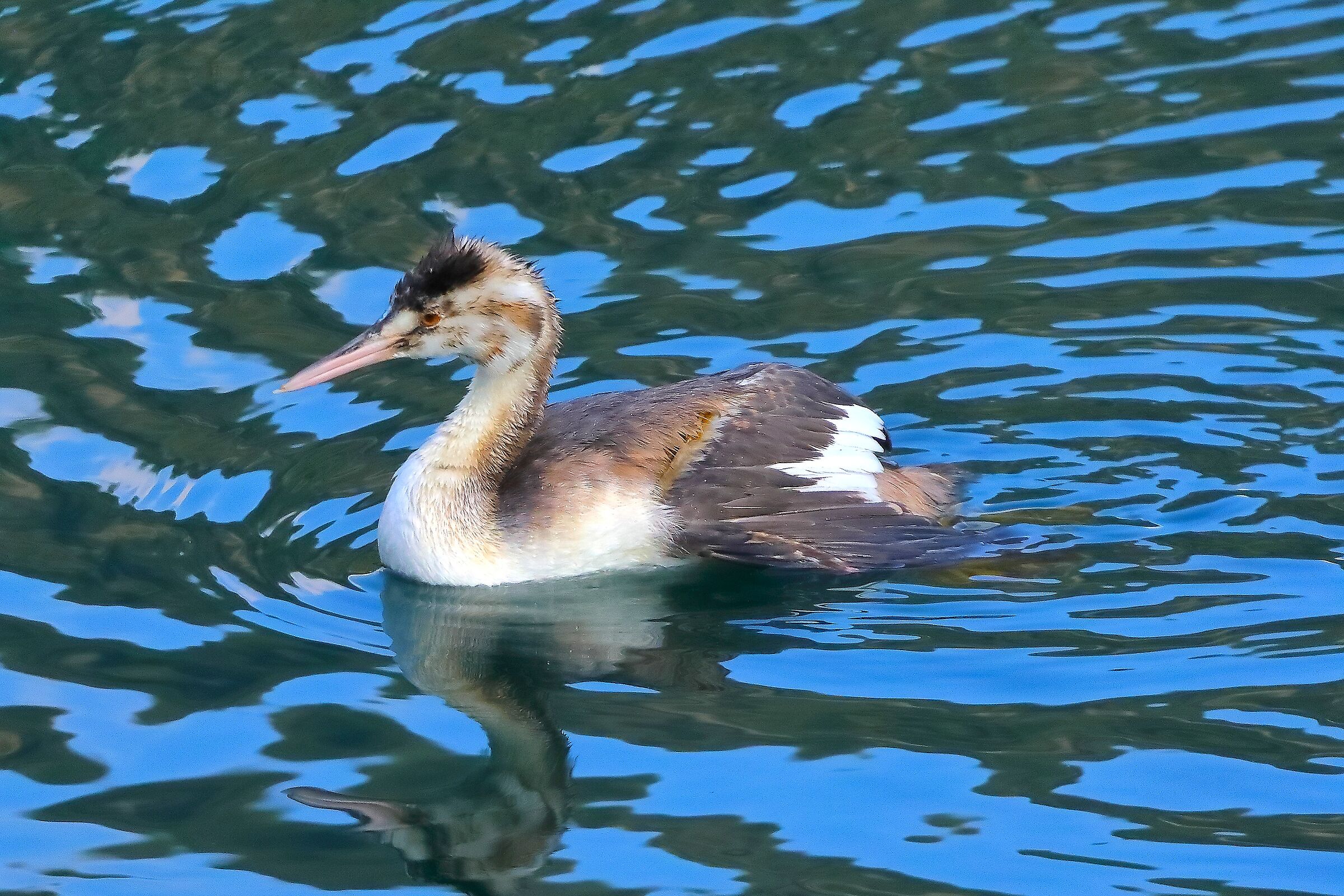 Svasso Nov 05 ottobre 2024 - 0027