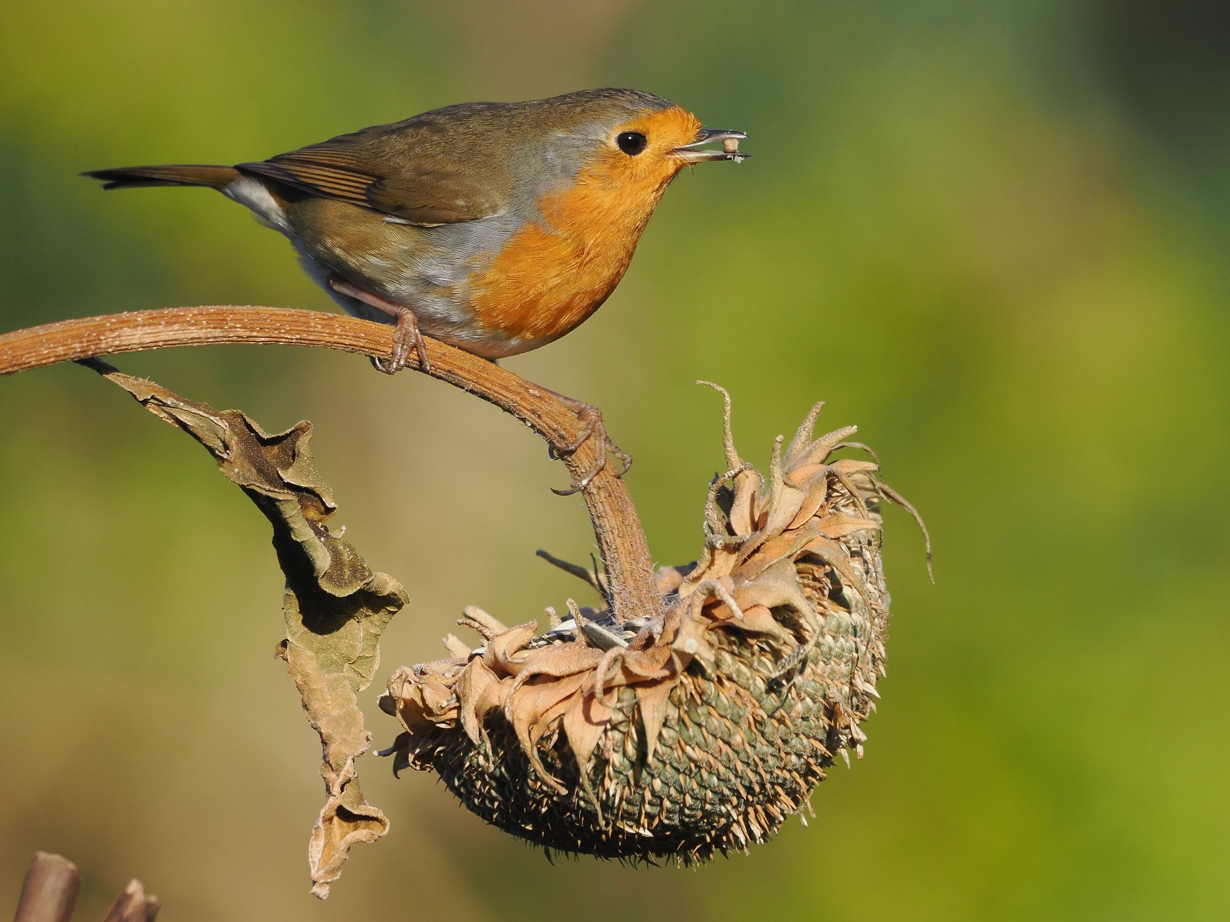 Robin