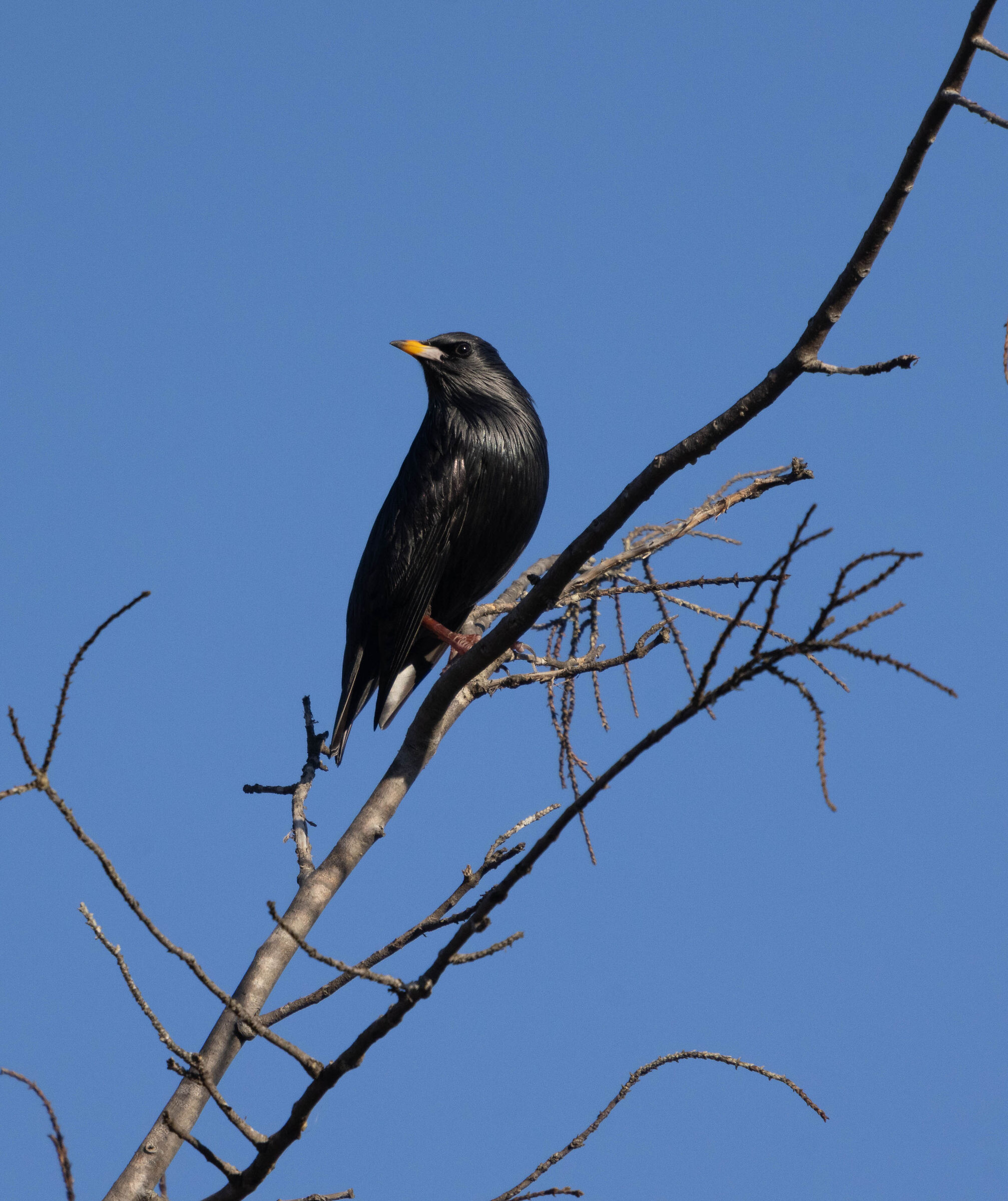 Black Starling