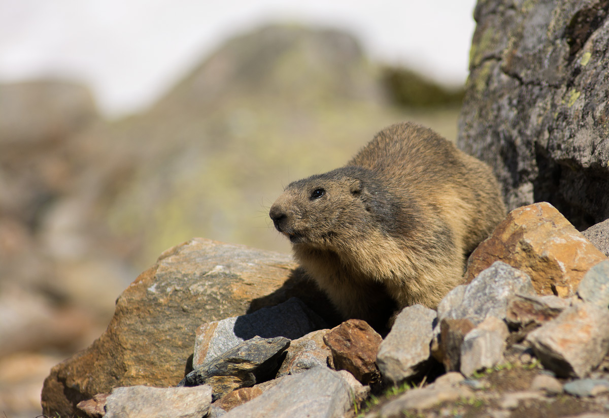 Marmot