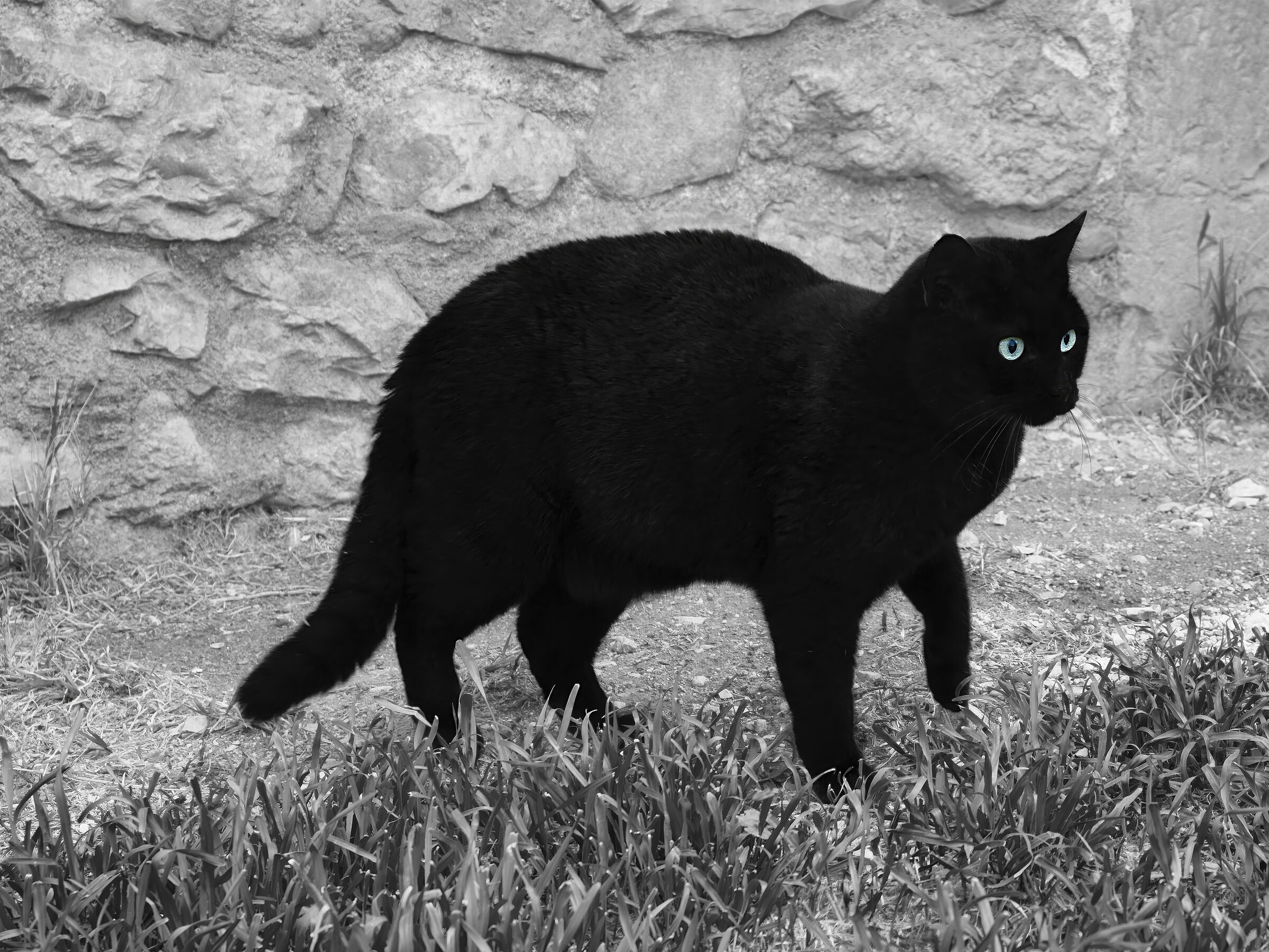 Assisi Cat