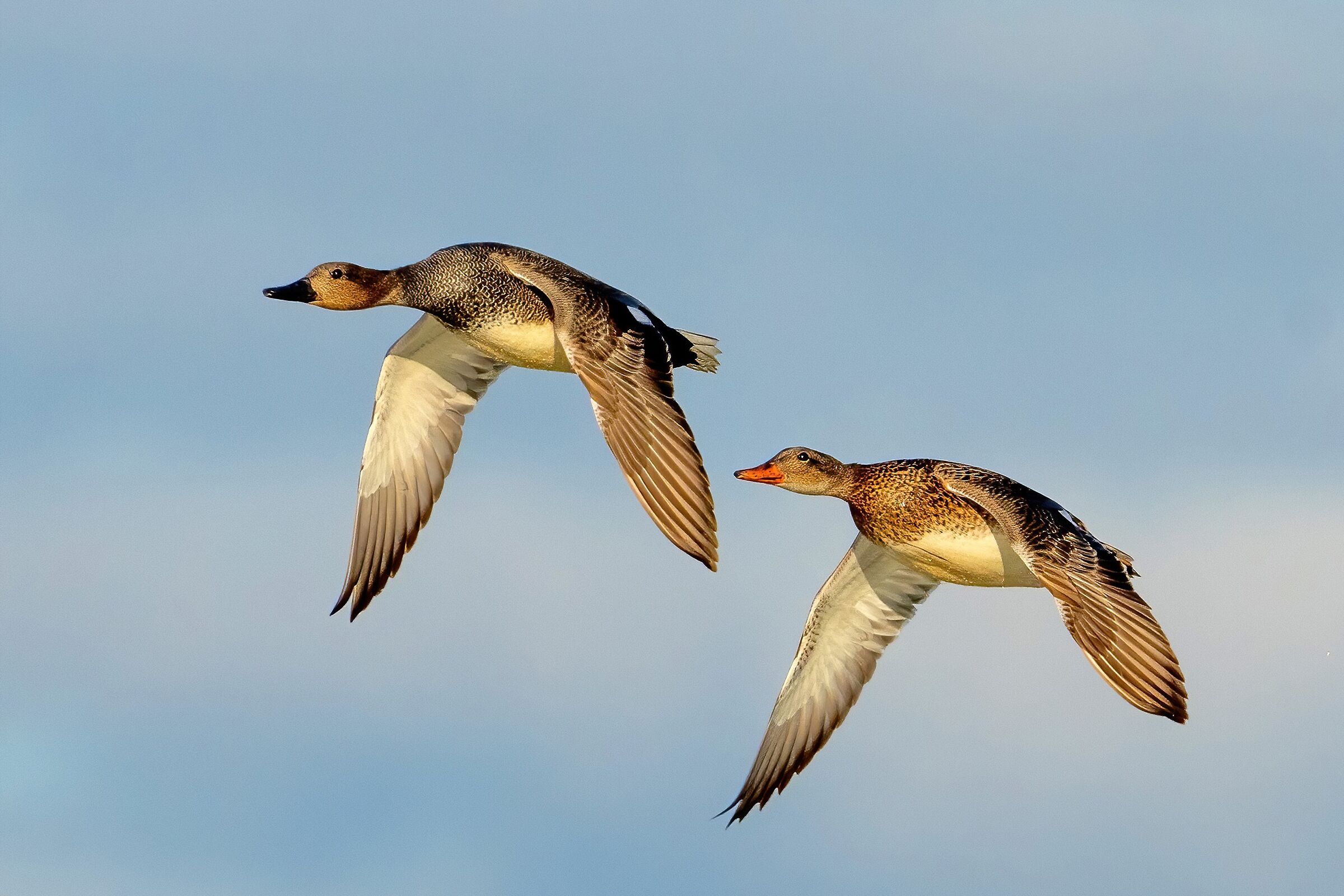 A pair of Gadwall (Mareca strepera)