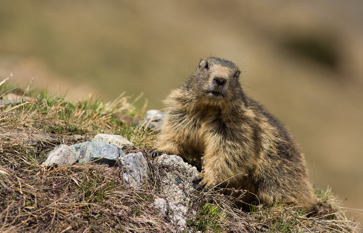 Marmot
