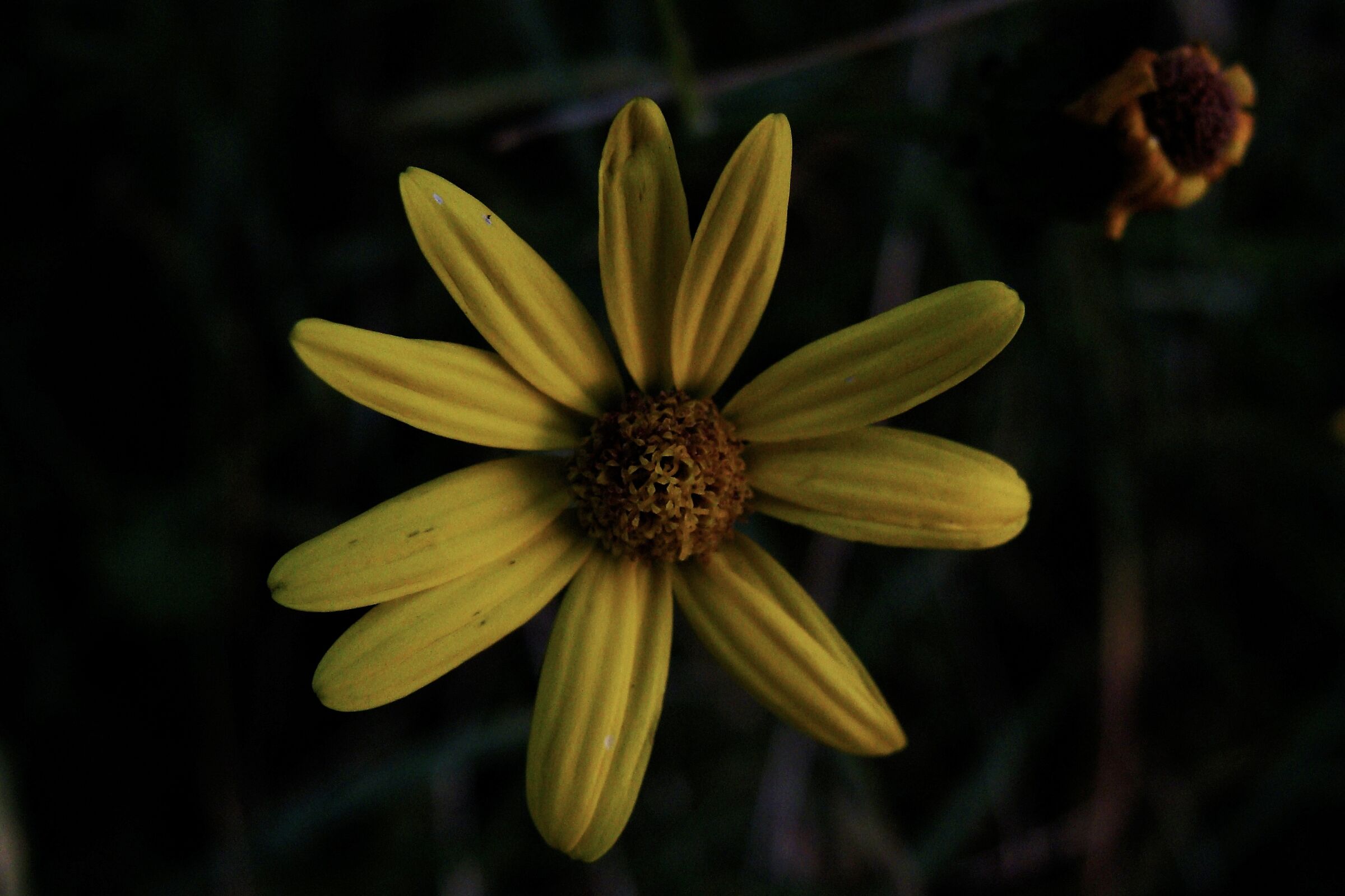 Ma chi lo dice che il fiore è nero…