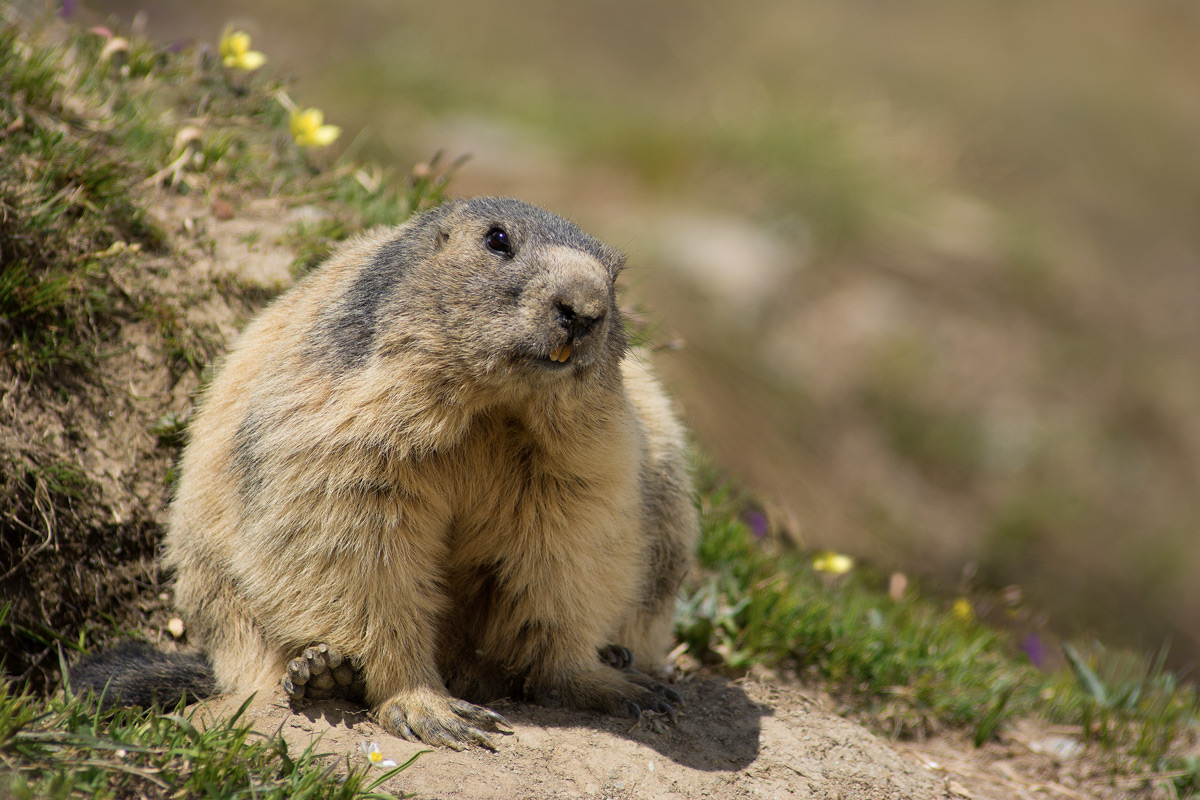 Marmot