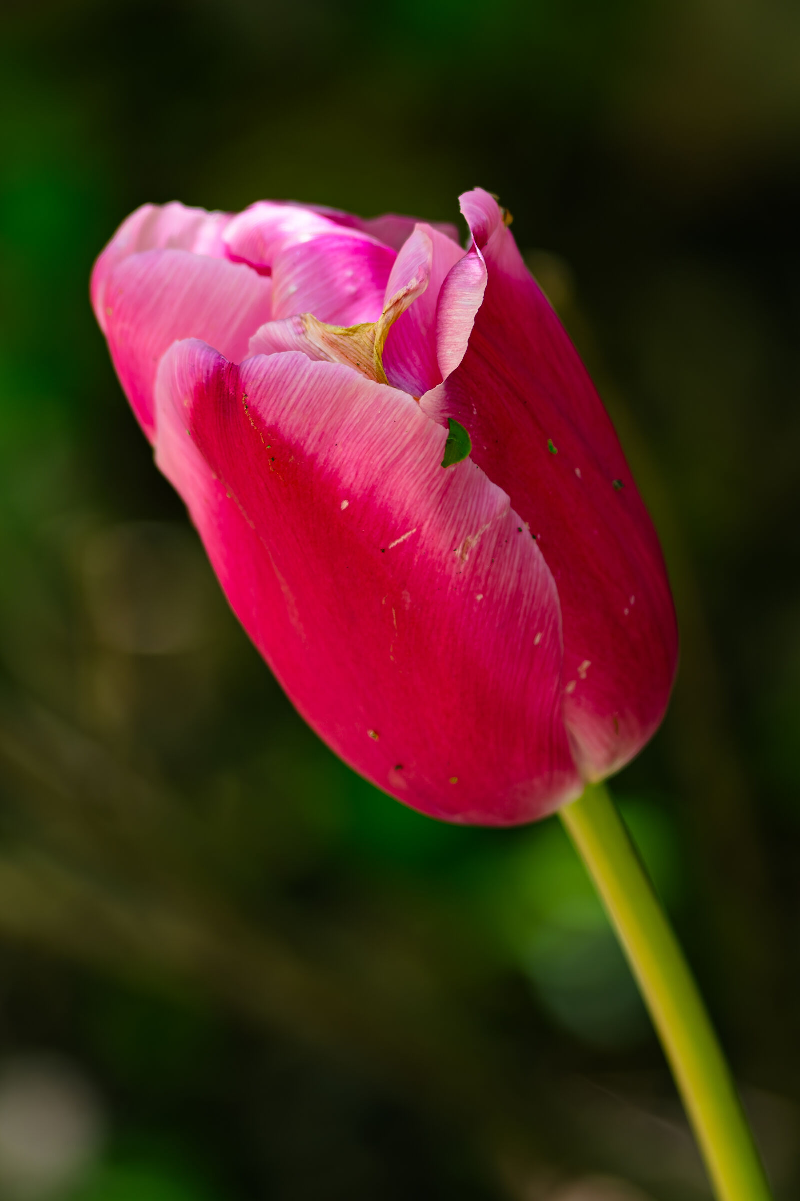 Tulip